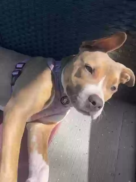 adoptable Dog in Cary,NC named Birdy