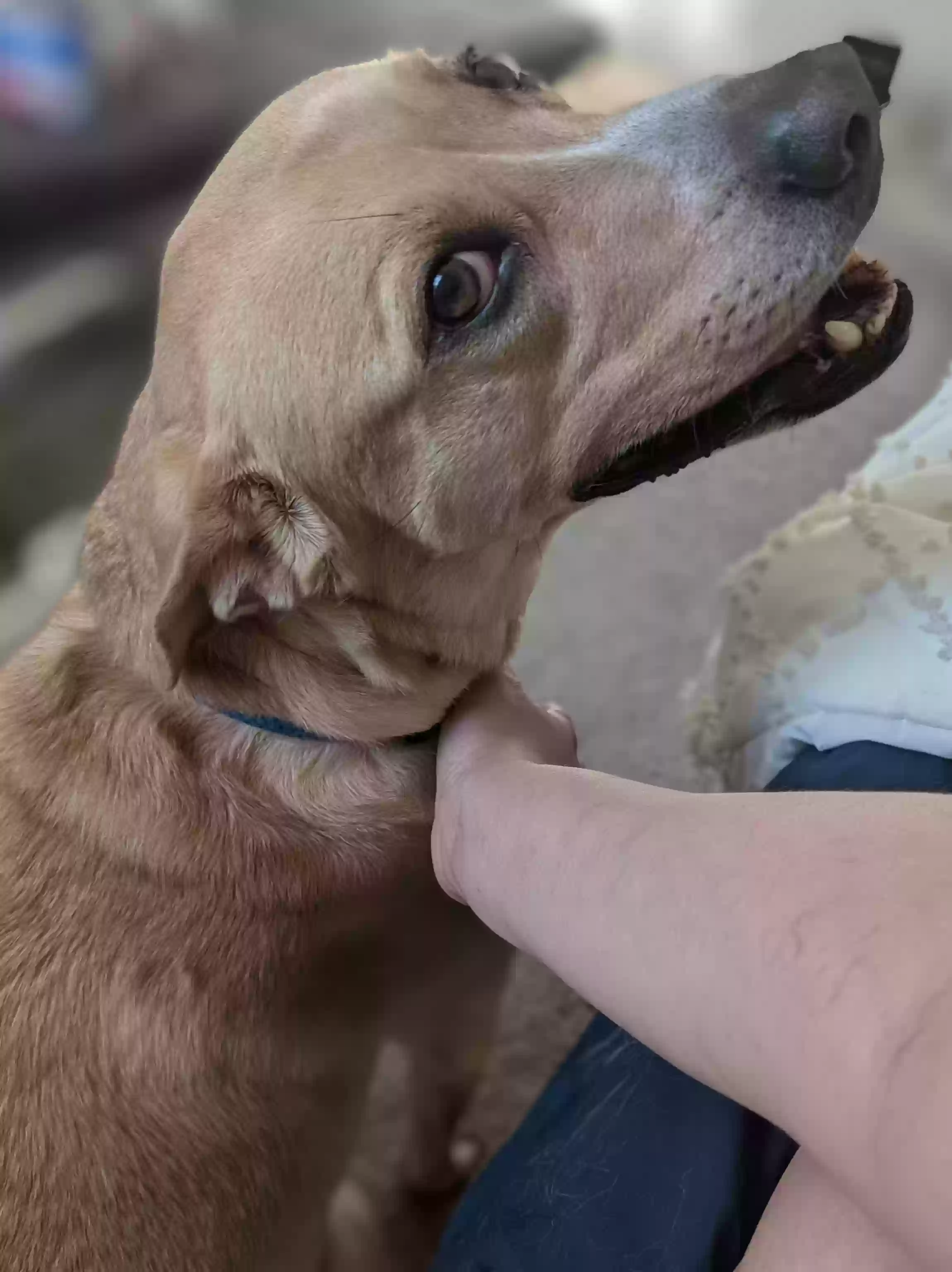 adoptable Dog in Richardson,TX named T'Mellow (toasted marshmallow)