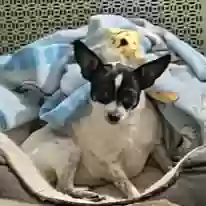 adoptable Dog in Wilmington,DE named MJ
