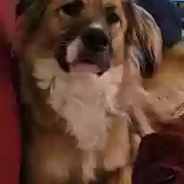 adoptable Dog in Wilmington,DE named Kendall