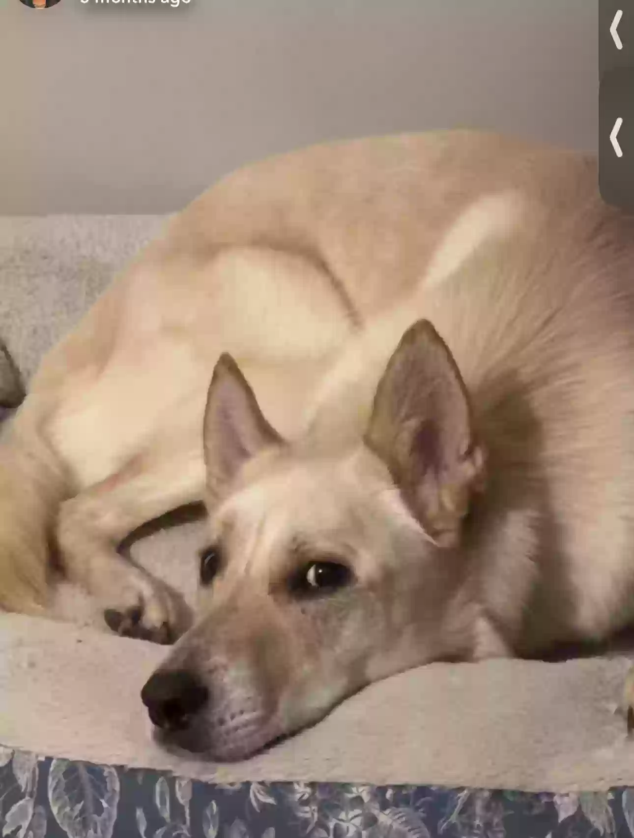 adoptable Dog in Birmingham,AL named Saki