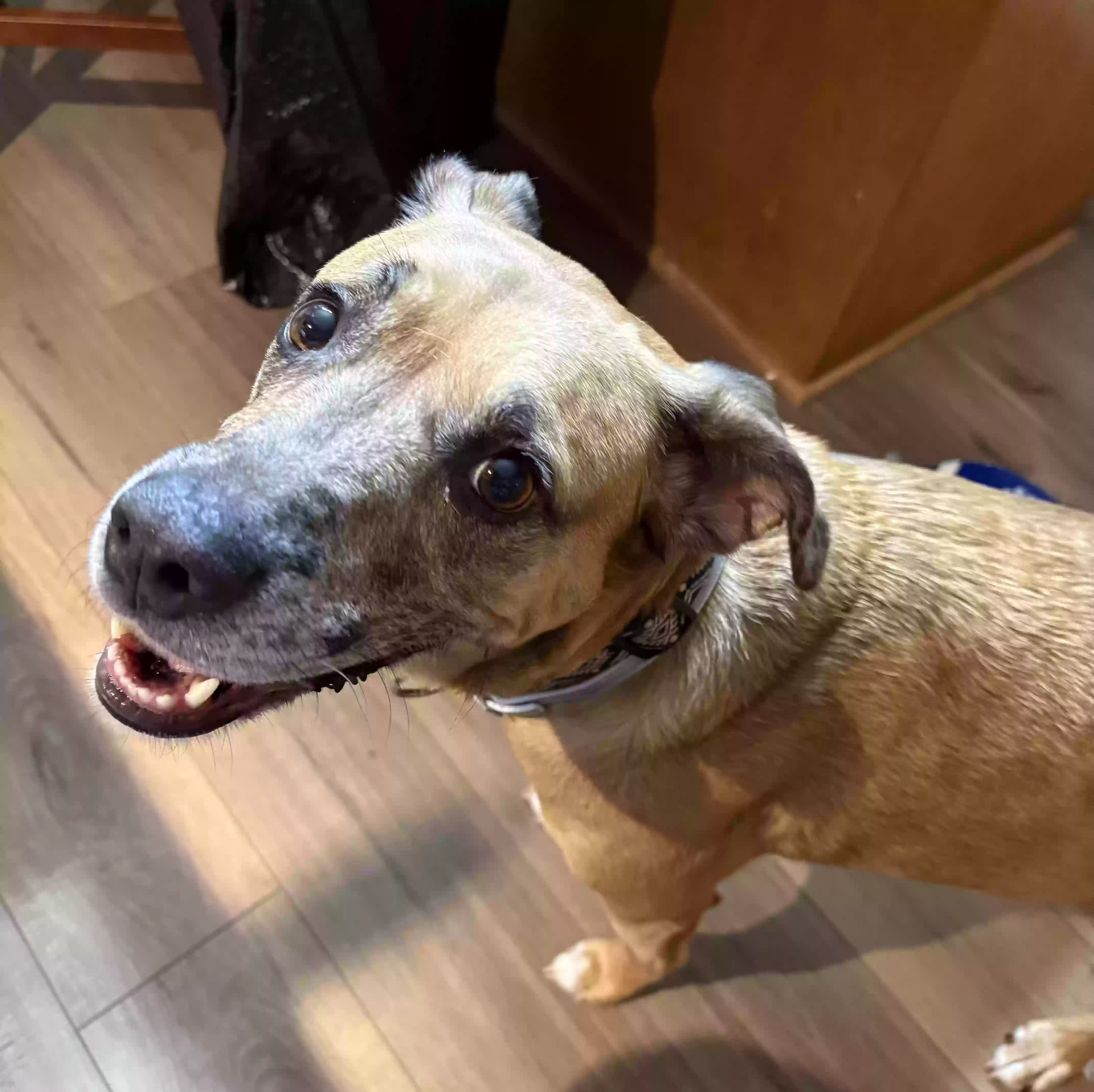 adoptable Dog in Marietta,GA named Piglet