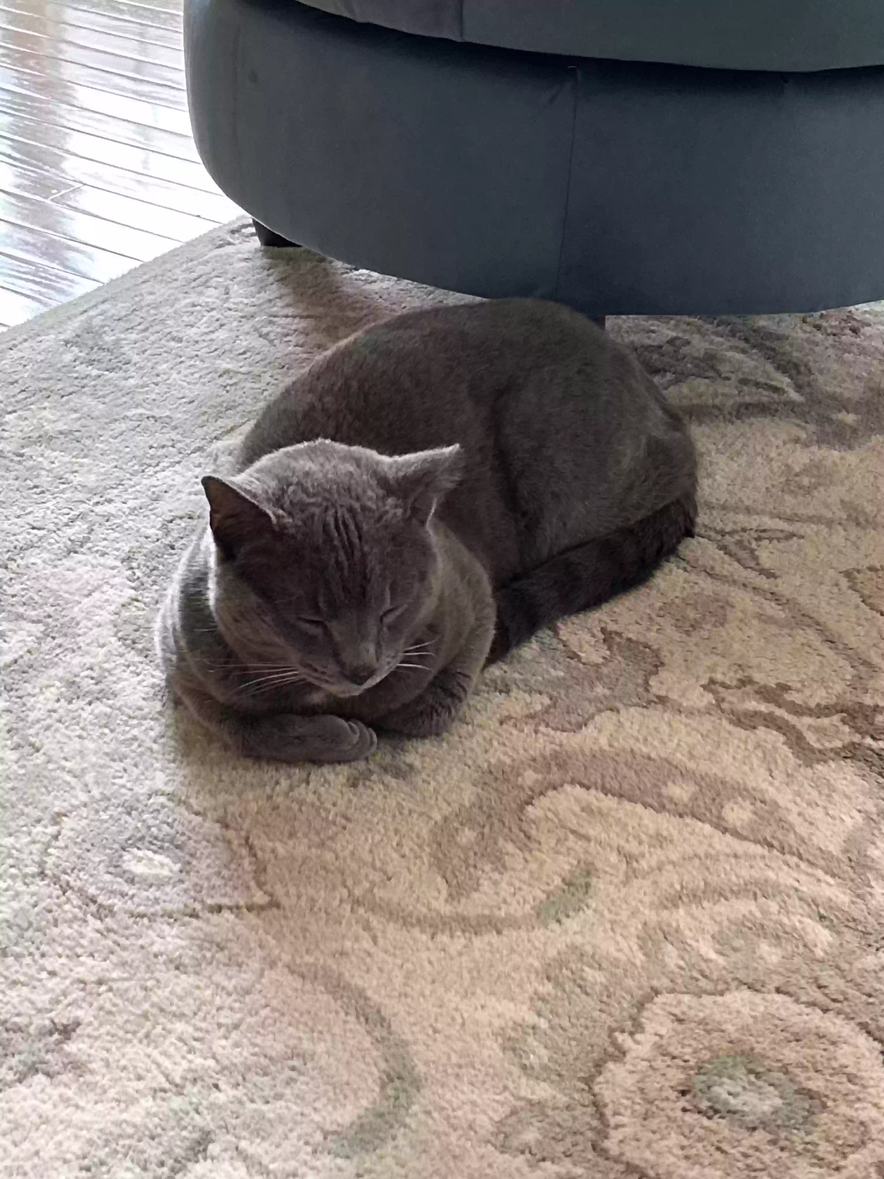 adoptable Cat in Bayonne,NJ named Toby