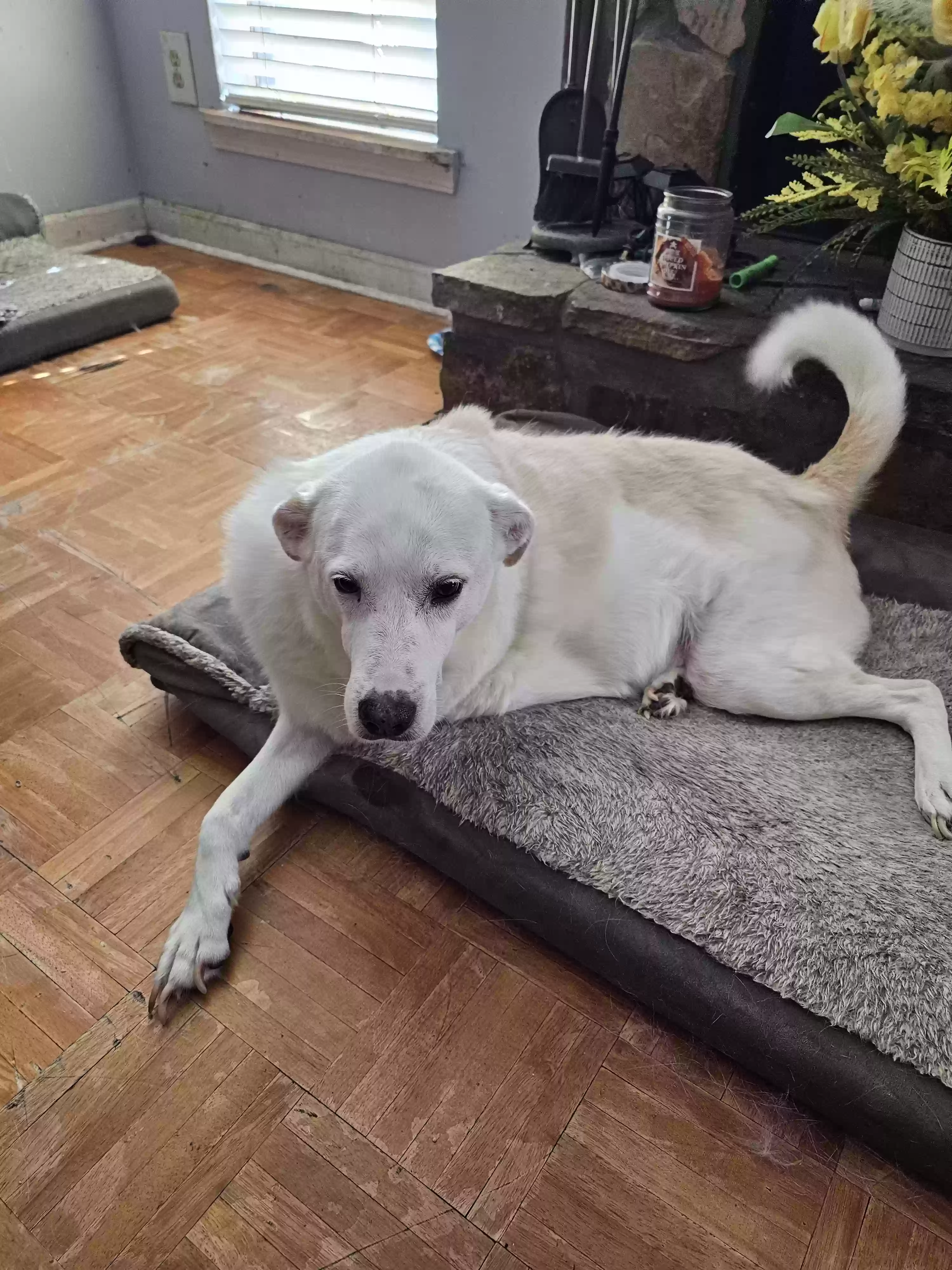 adoptable Dog in Snellville,GA named Mikey