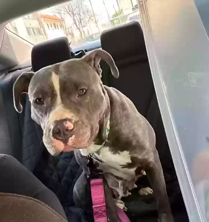 adoptable Dog in Southampton,PA named Kiwi