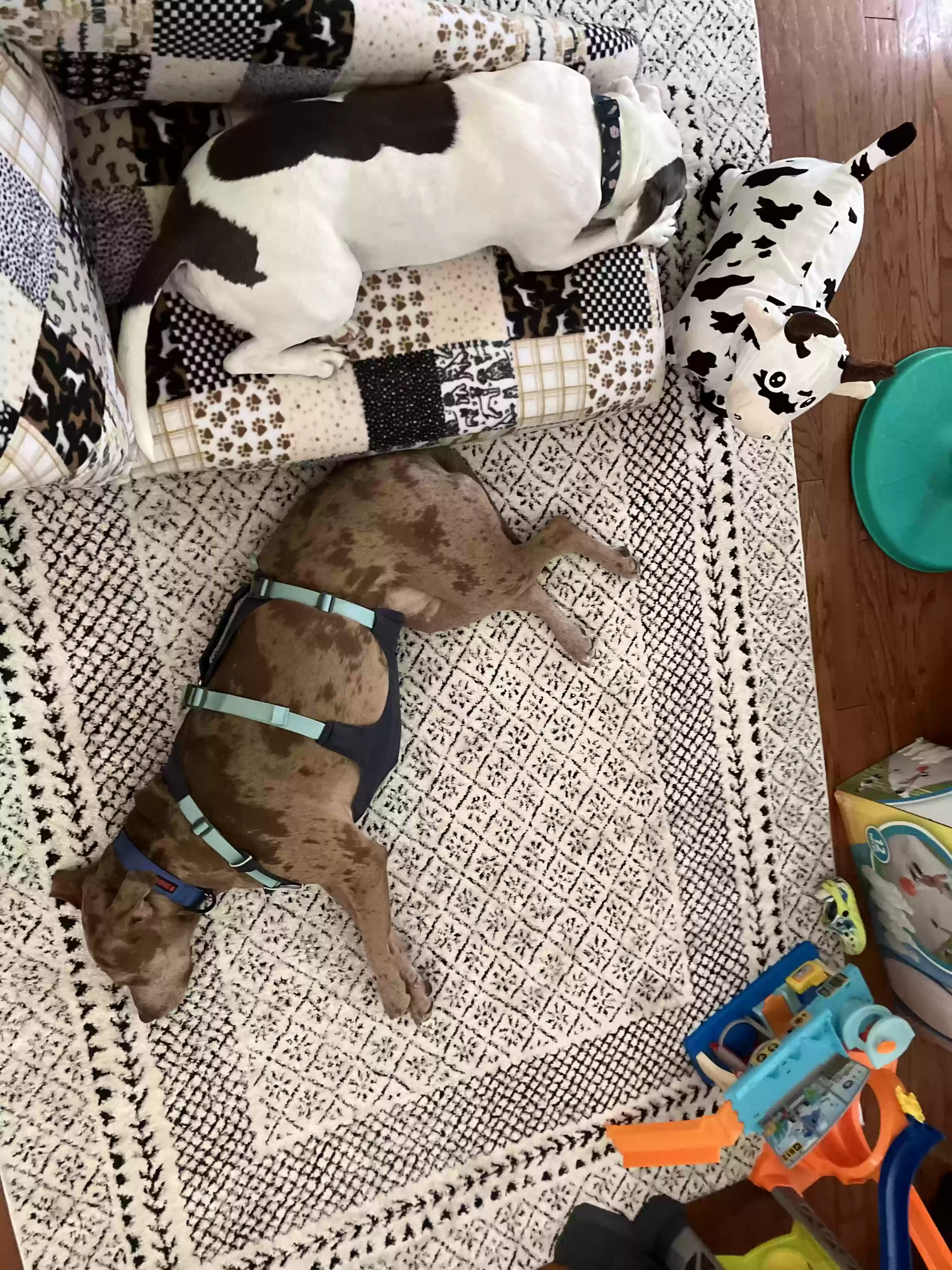 adoptable Dog in Dacula,GA named Blue