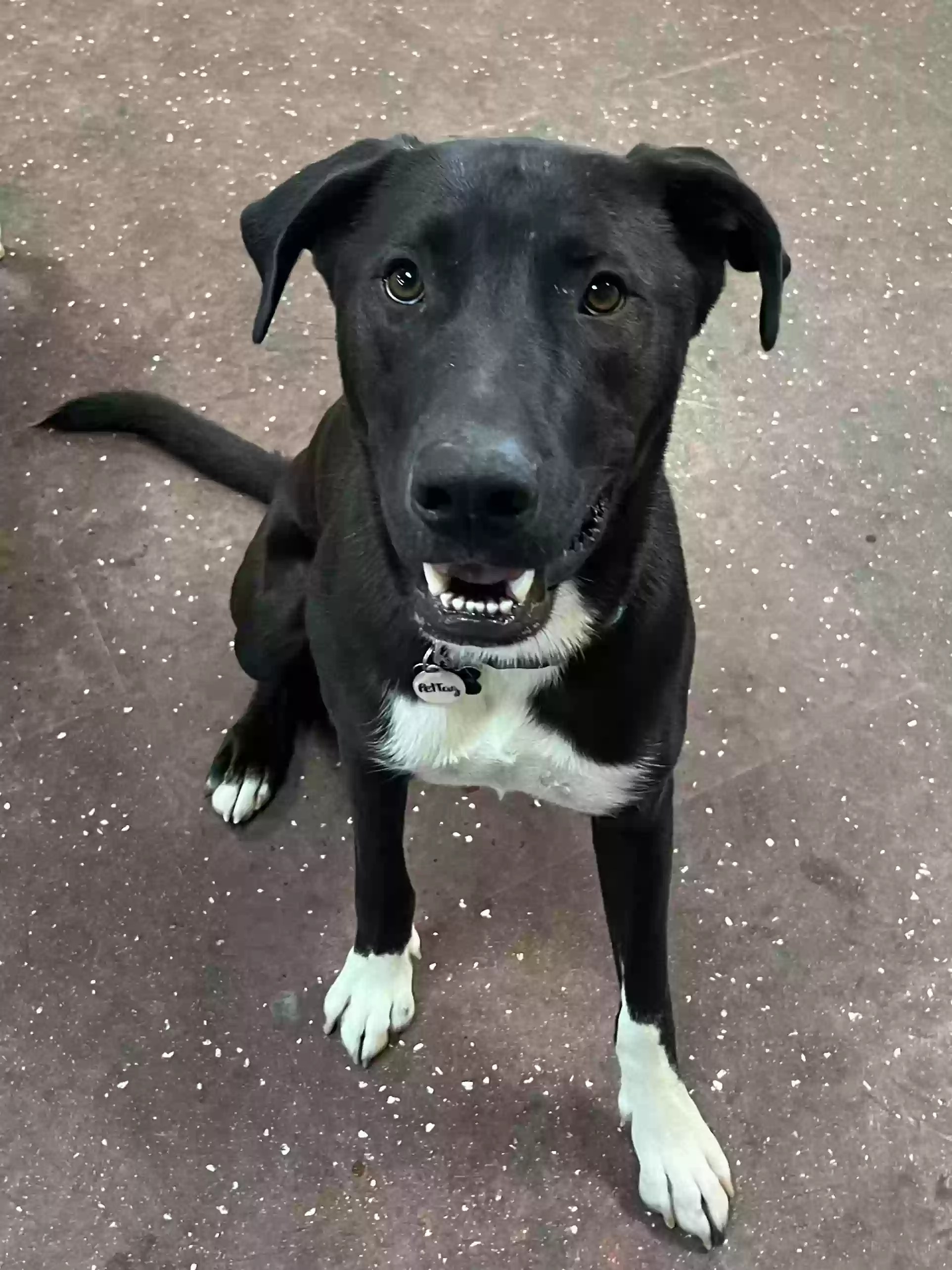 adoptable Dog in Hemet,CA named Buddy