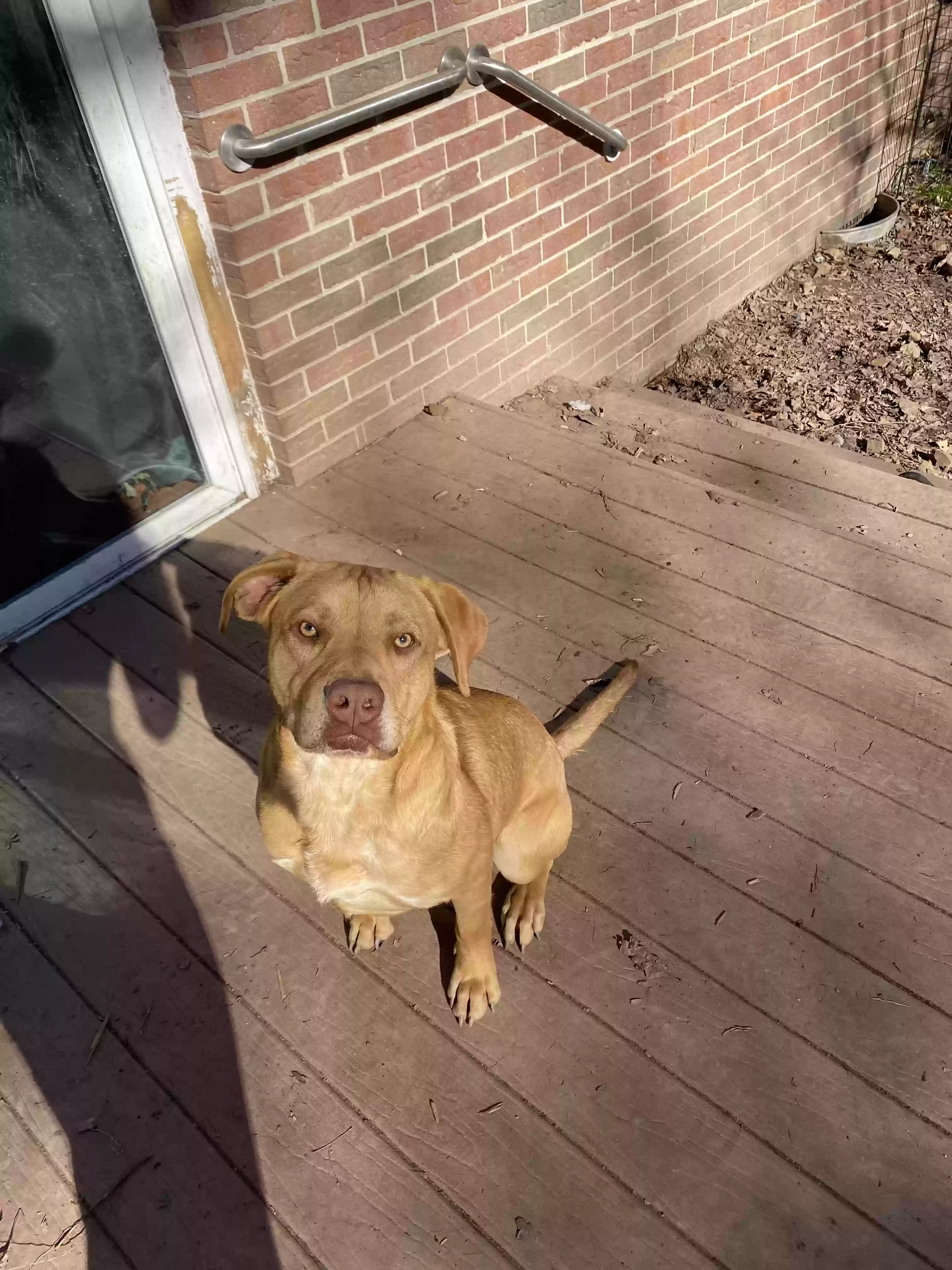 adoptable Dog in Mocksville,NC named Murphy
