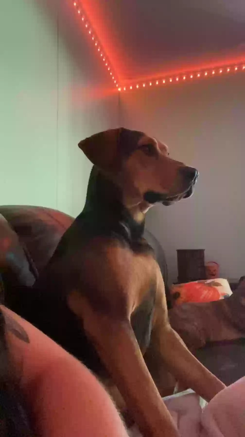 adoptable Dog in Mocksville,NC named Lily