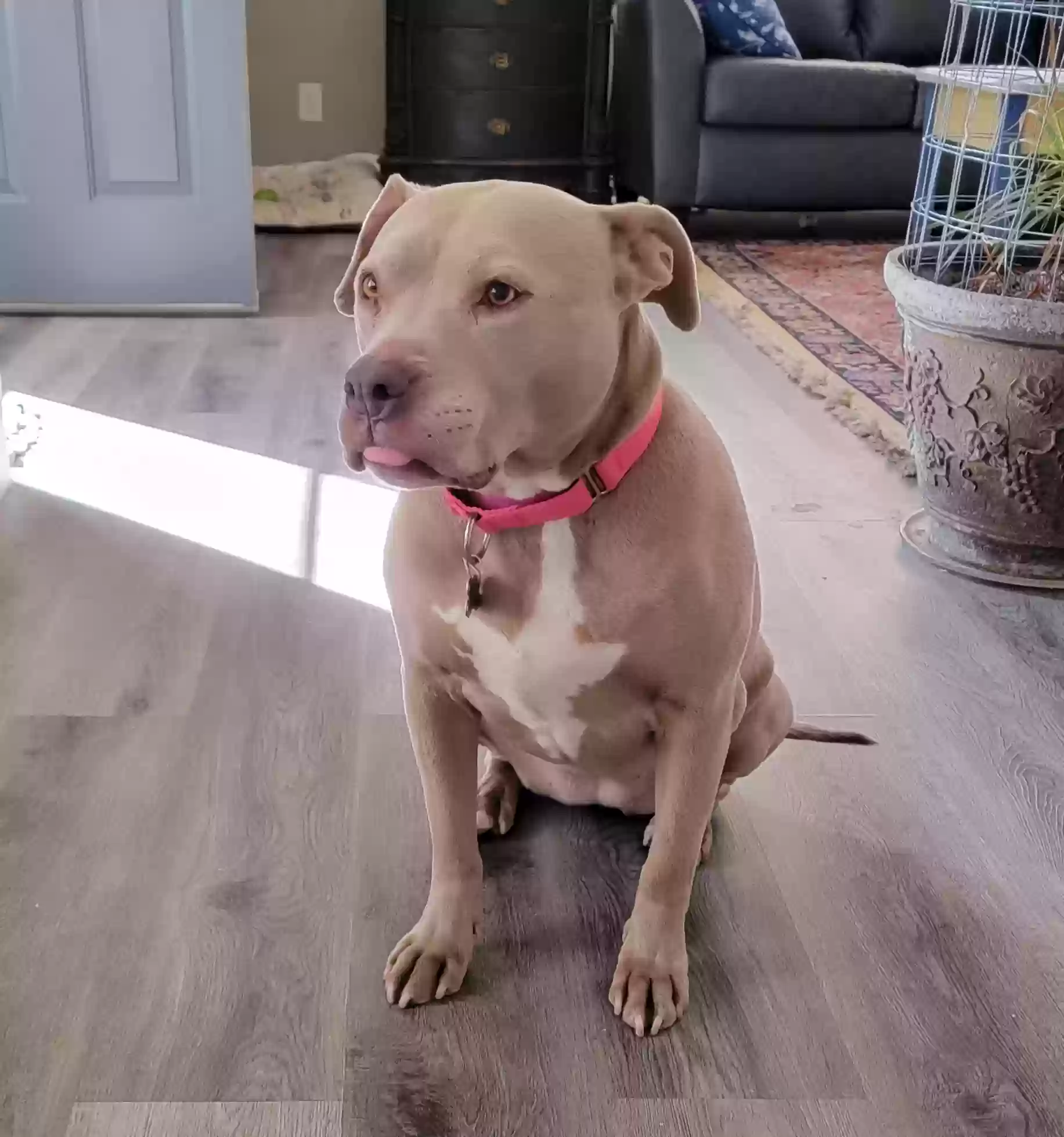 adoptable Dog in Newton,IA named Stella