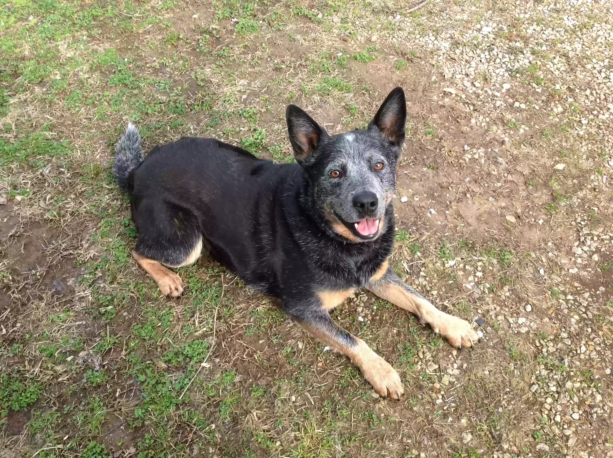 adoptable Dog in Parthenon,AR named Bear