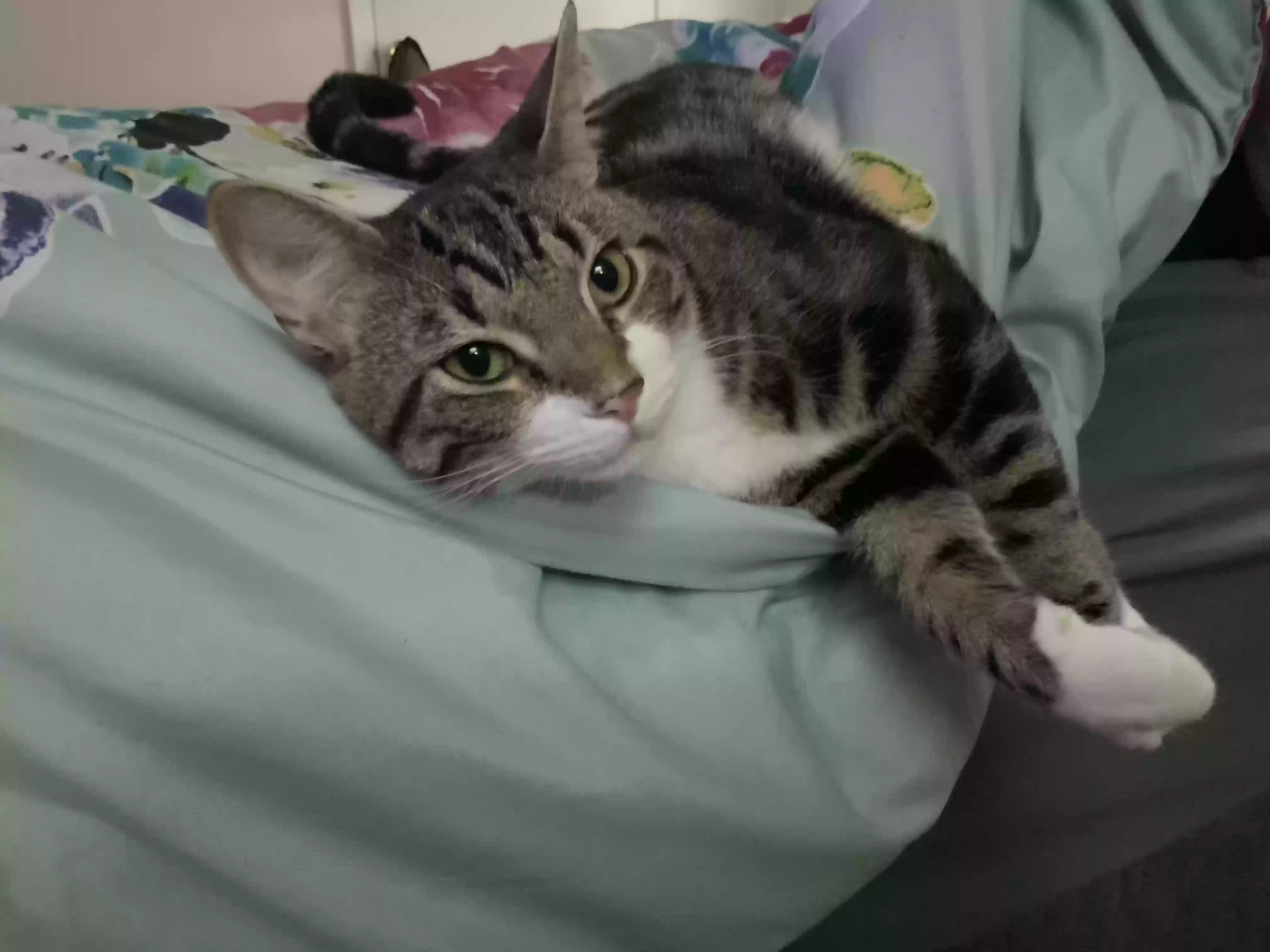adoptable Cat in Richmond Hill,NY named Royal