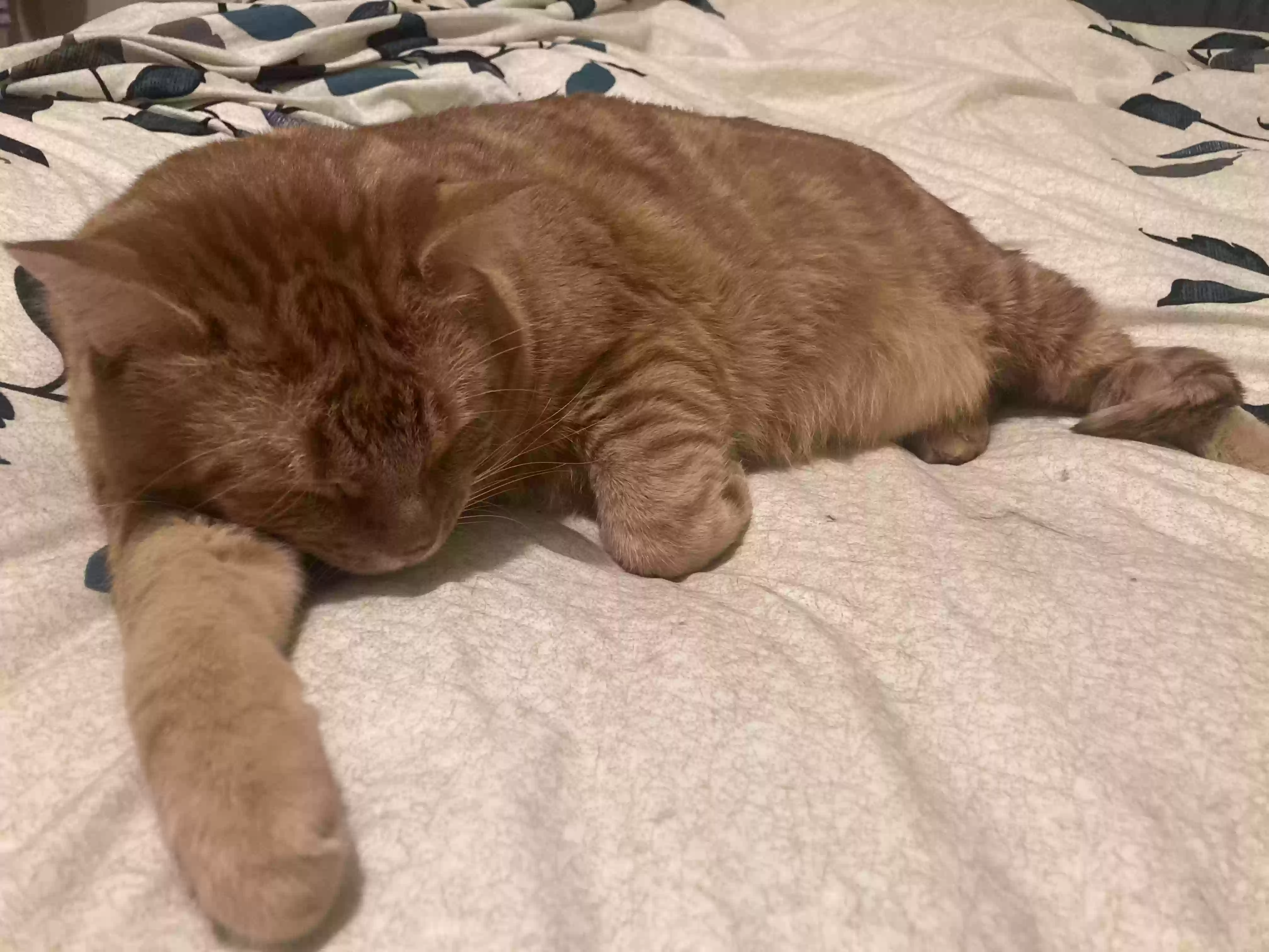 adoptable Cat in Grand Rapids,MI named Maurice “Moe”