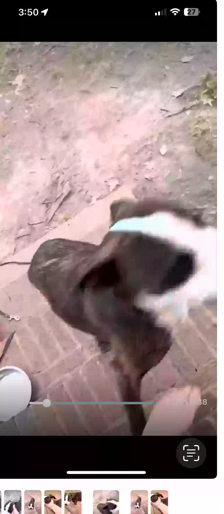 adoptable Dog in Jackson,TN named