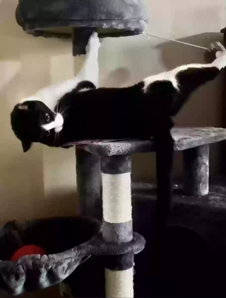 adoptable Cat in Conway,AR named Indie