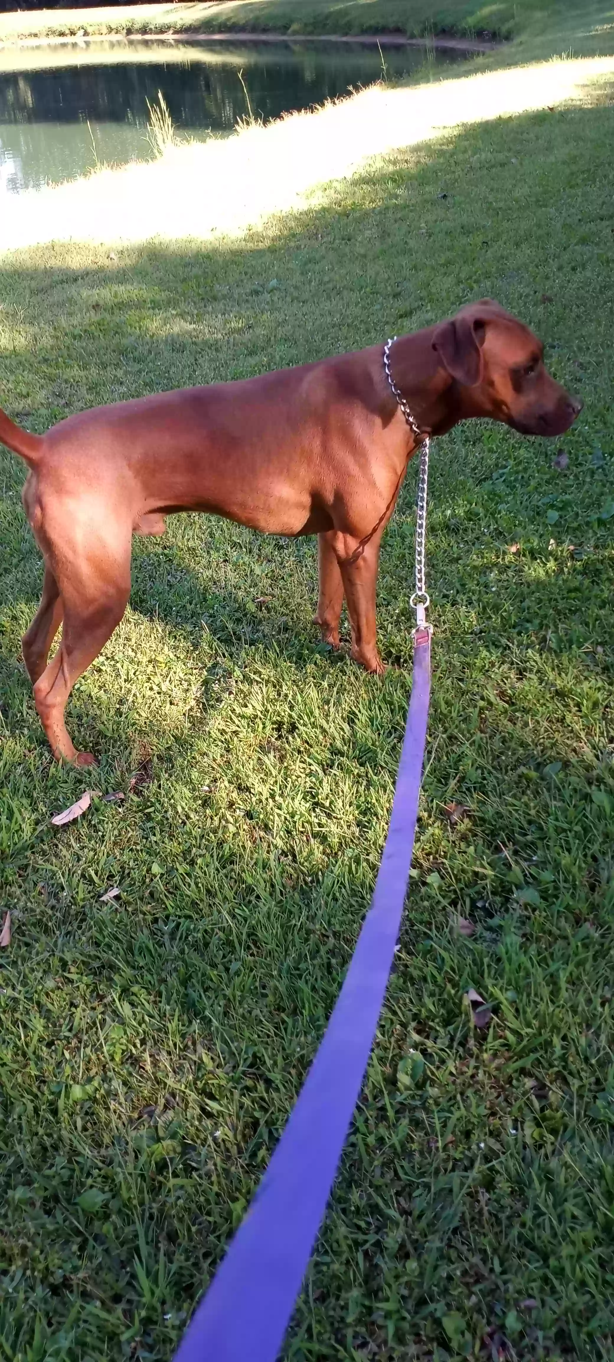 adoptable Dog in Carrier Mills,IL named Clyde