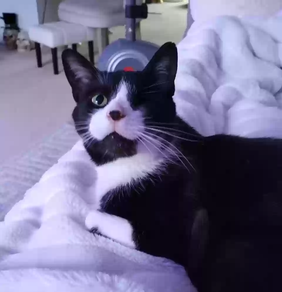 adoptable Cat in Plymouth,MI named Coraline