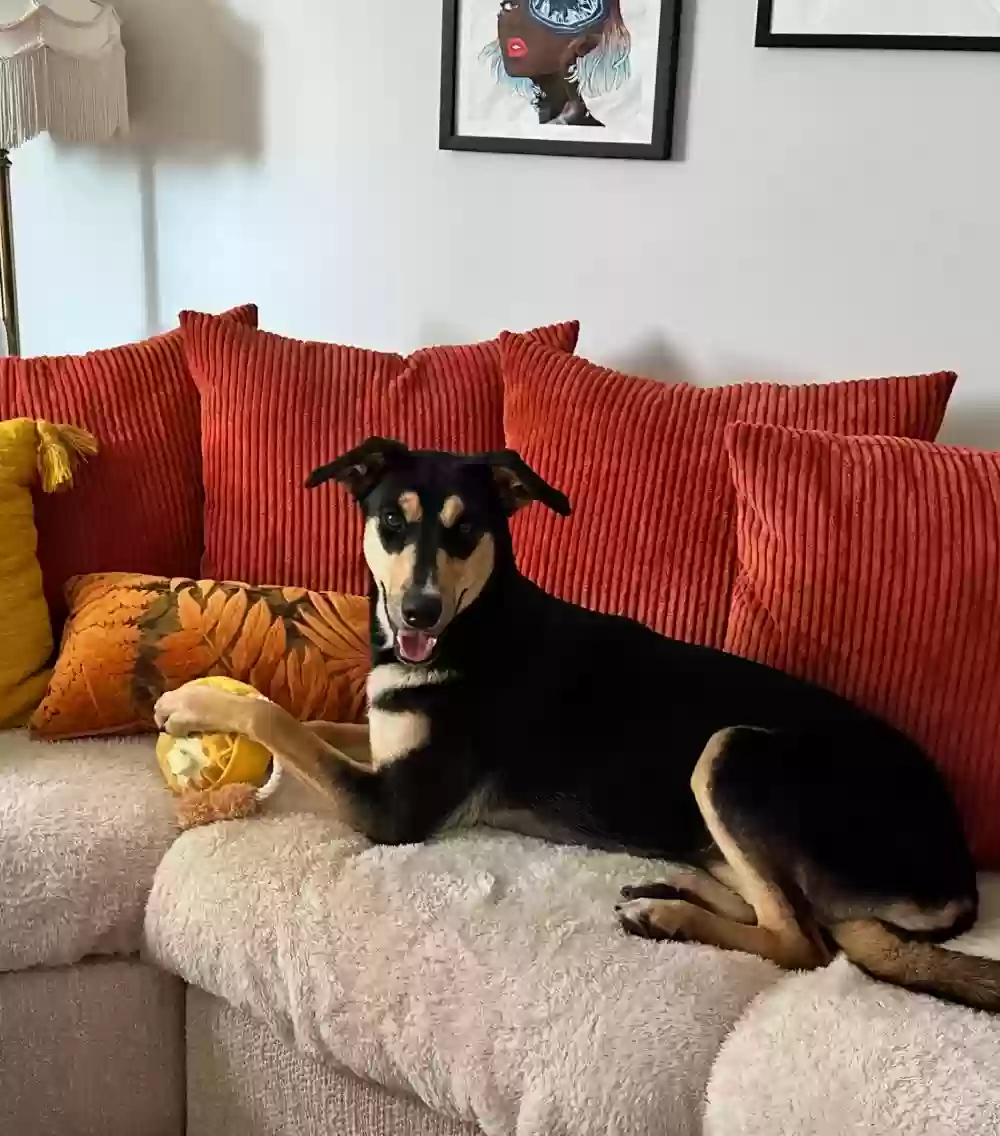 adoptable Dog in Los Angeles,CA named Maple