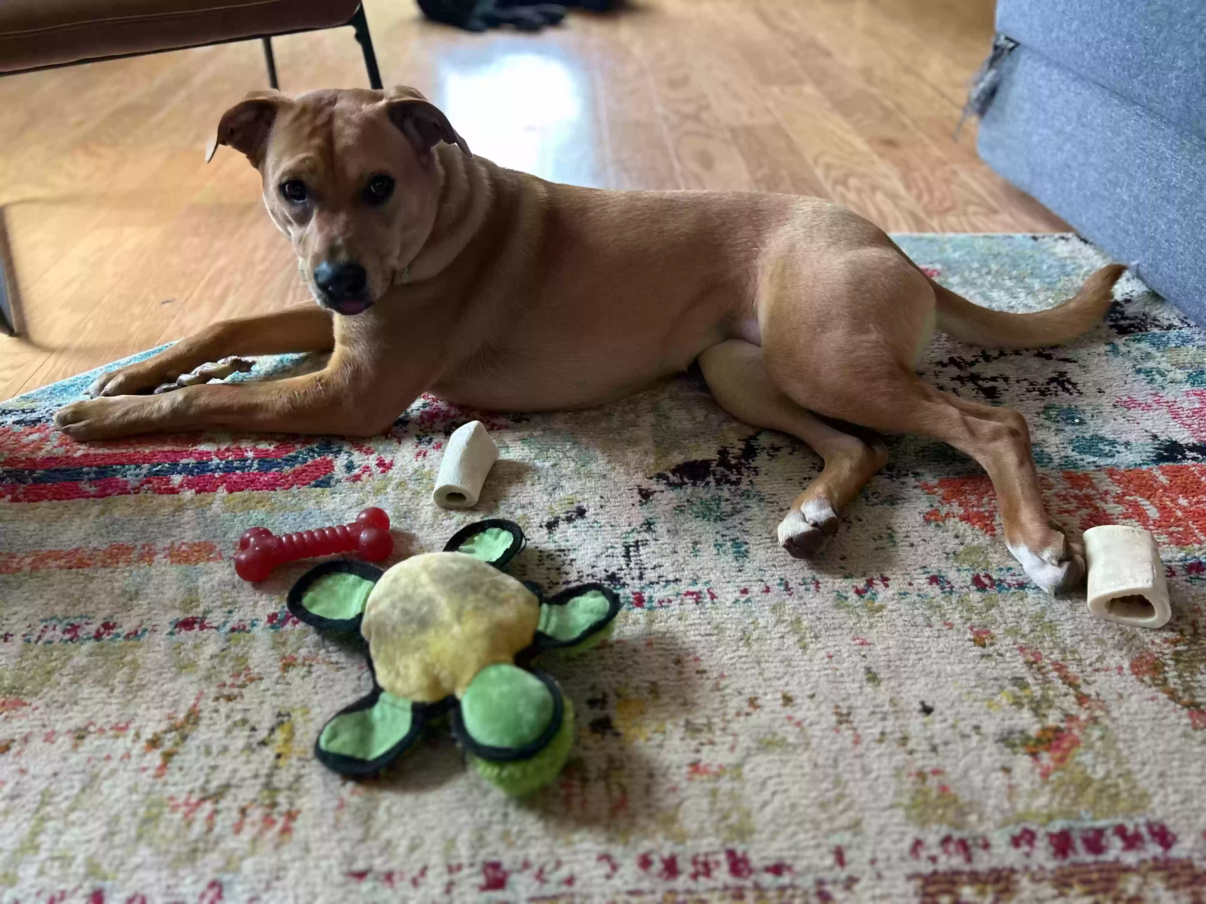 adoptable Dog in Charlotte,NC named Tilly