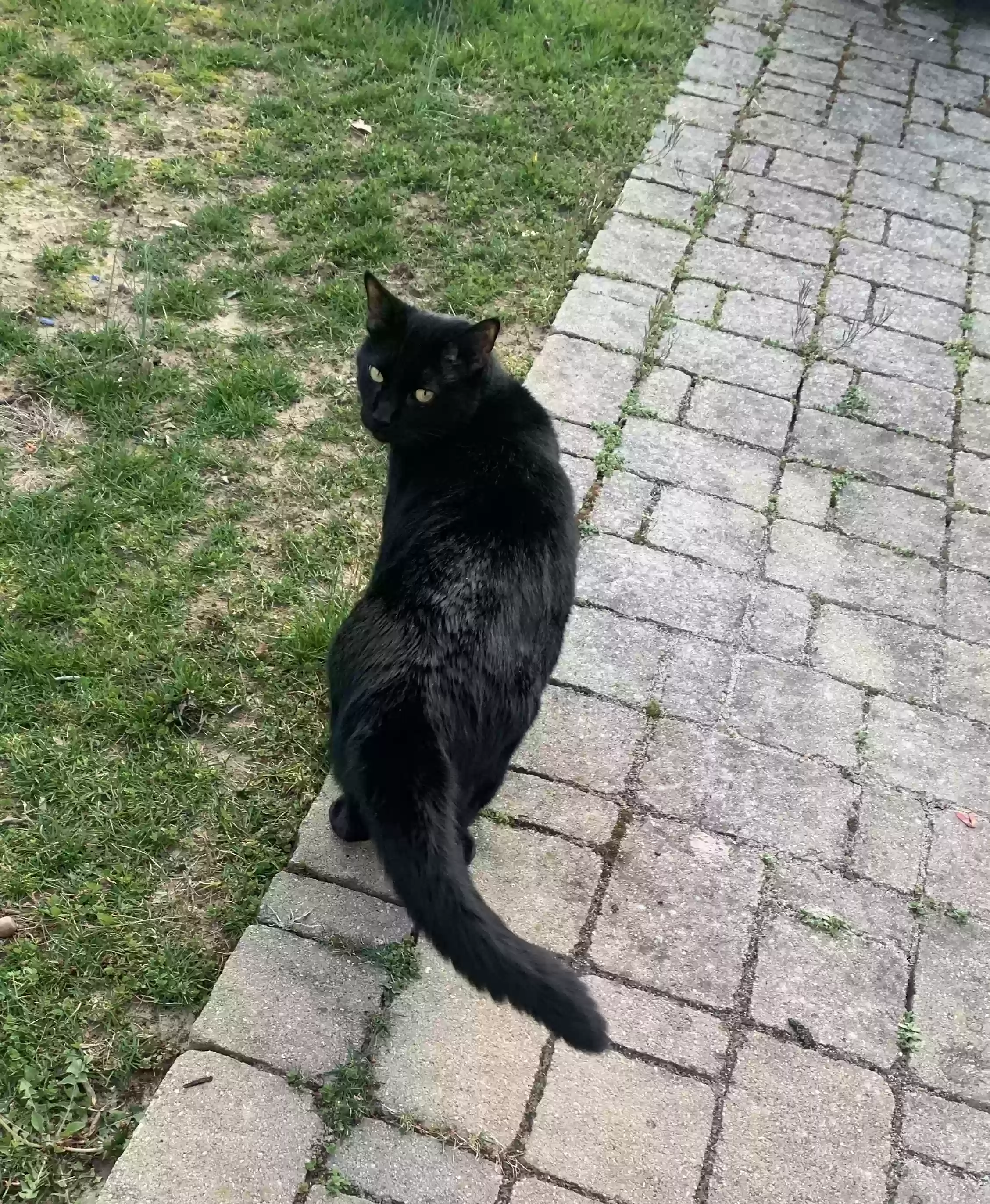 adoptable Cat in Suffern,NY named Salami