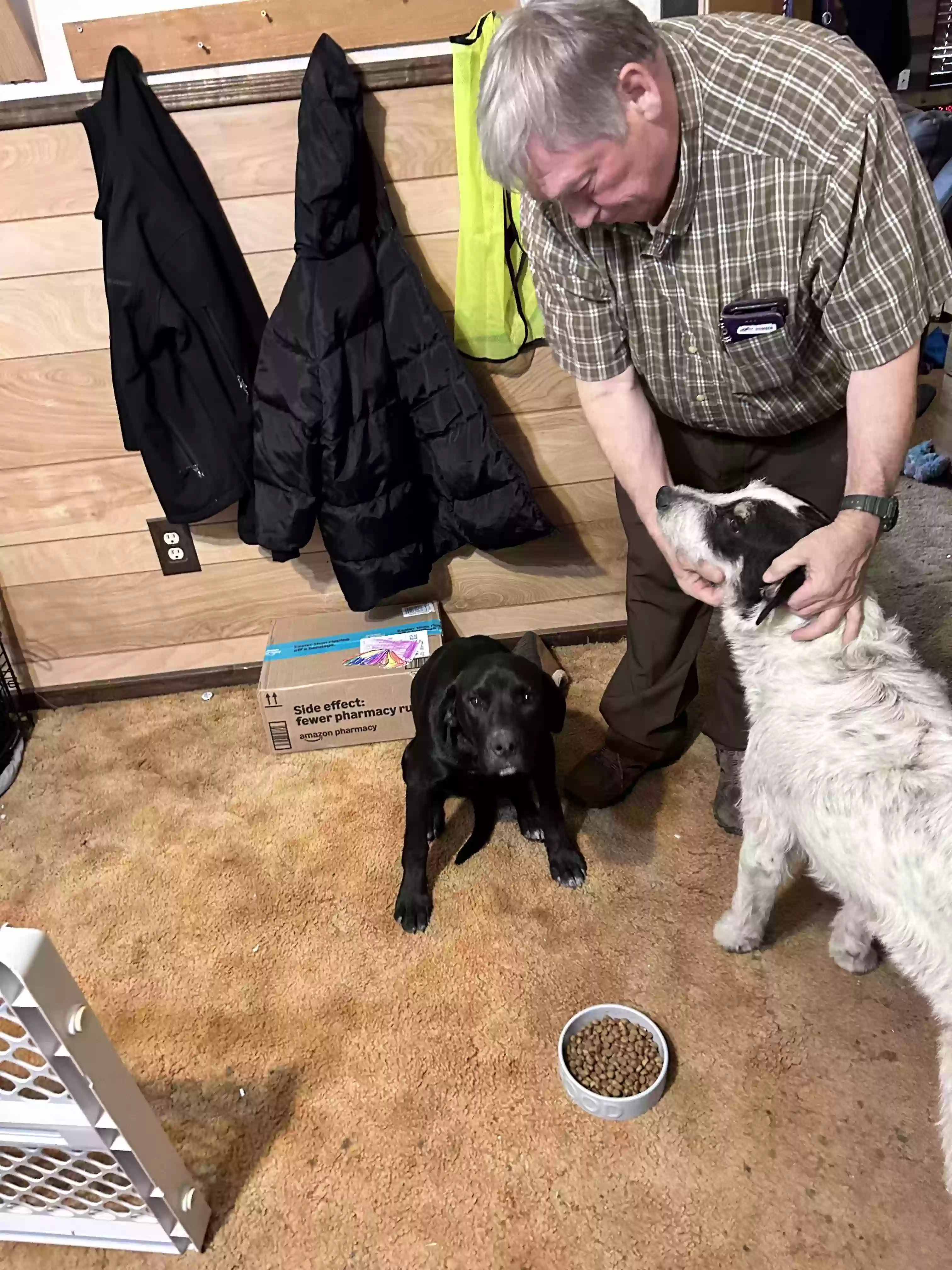 adoptable Dog in Harrison,AR named Rifle