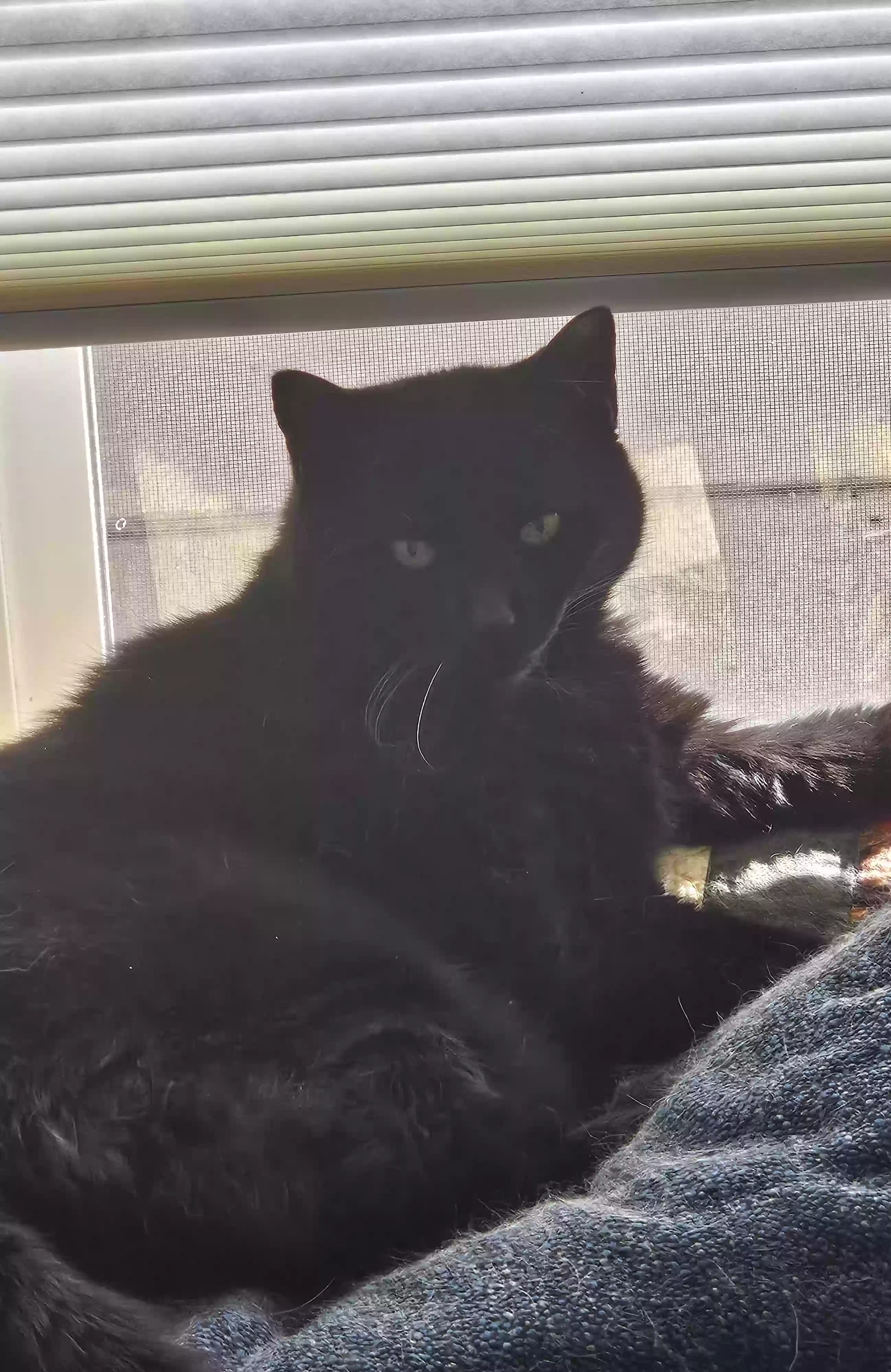 adoptable Cat in Orange,CA named Miss Kitty
