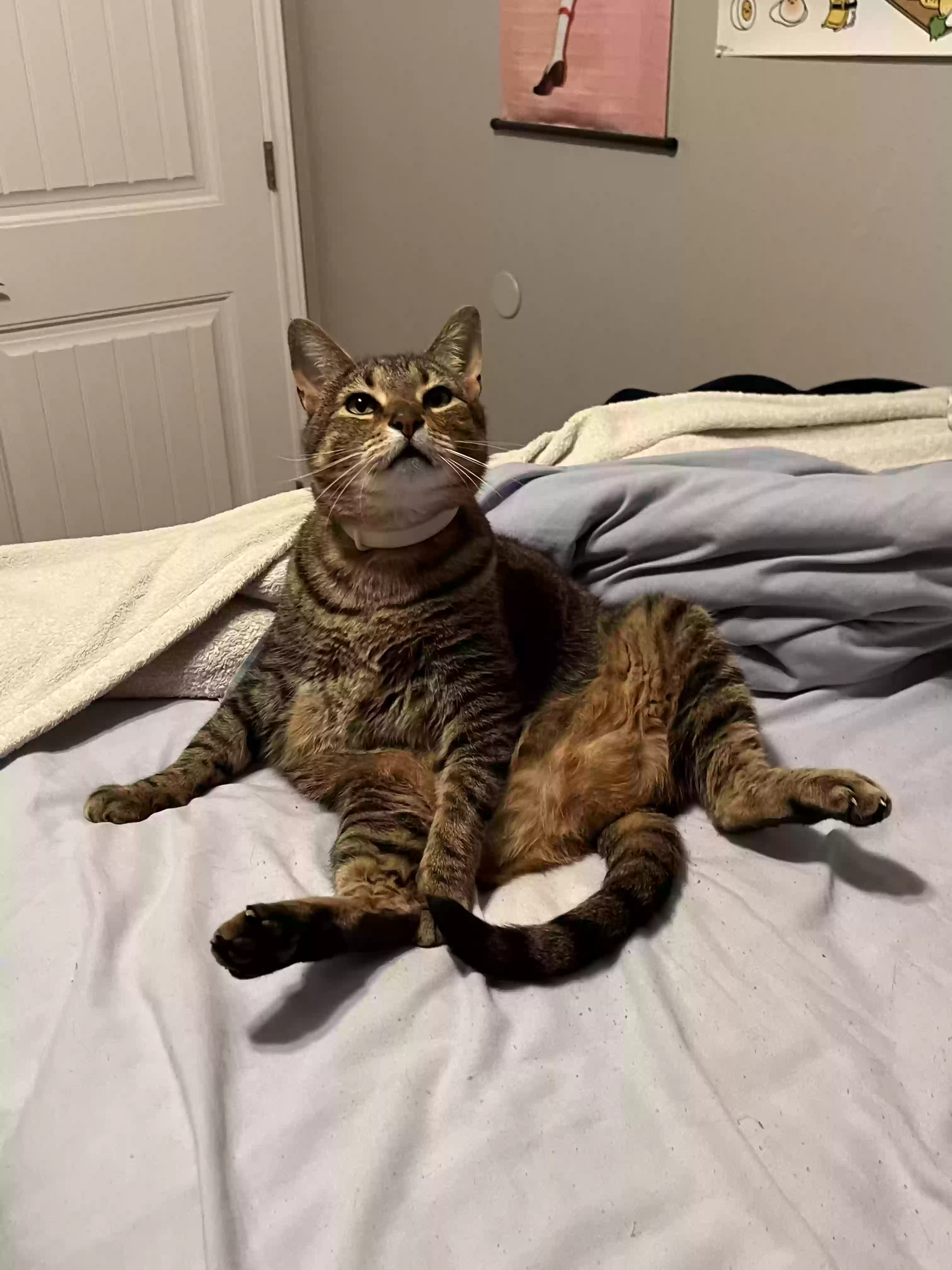 adoptable Cat in Canyon Lake,TX named Simon