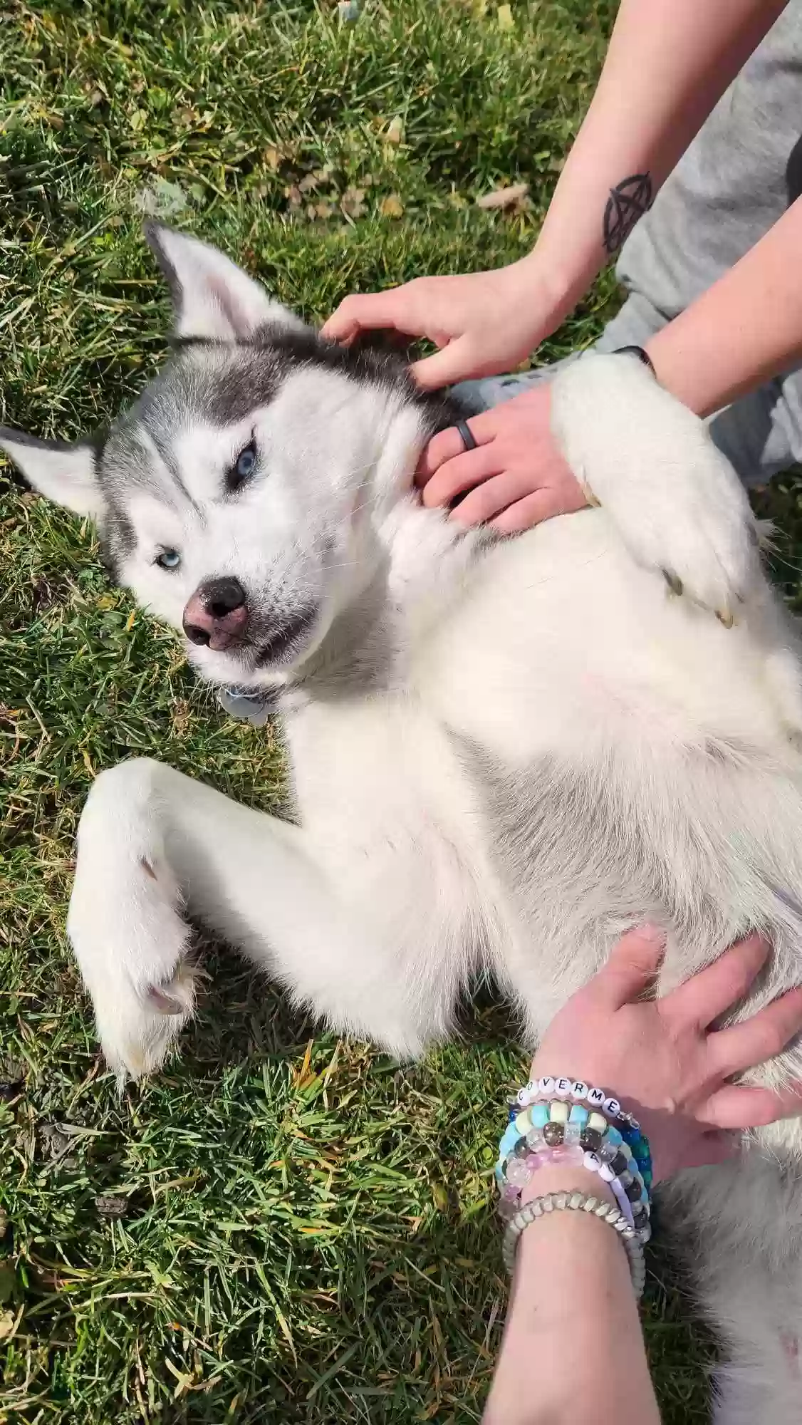 adoptable Dog in Toledo,OH named Loki