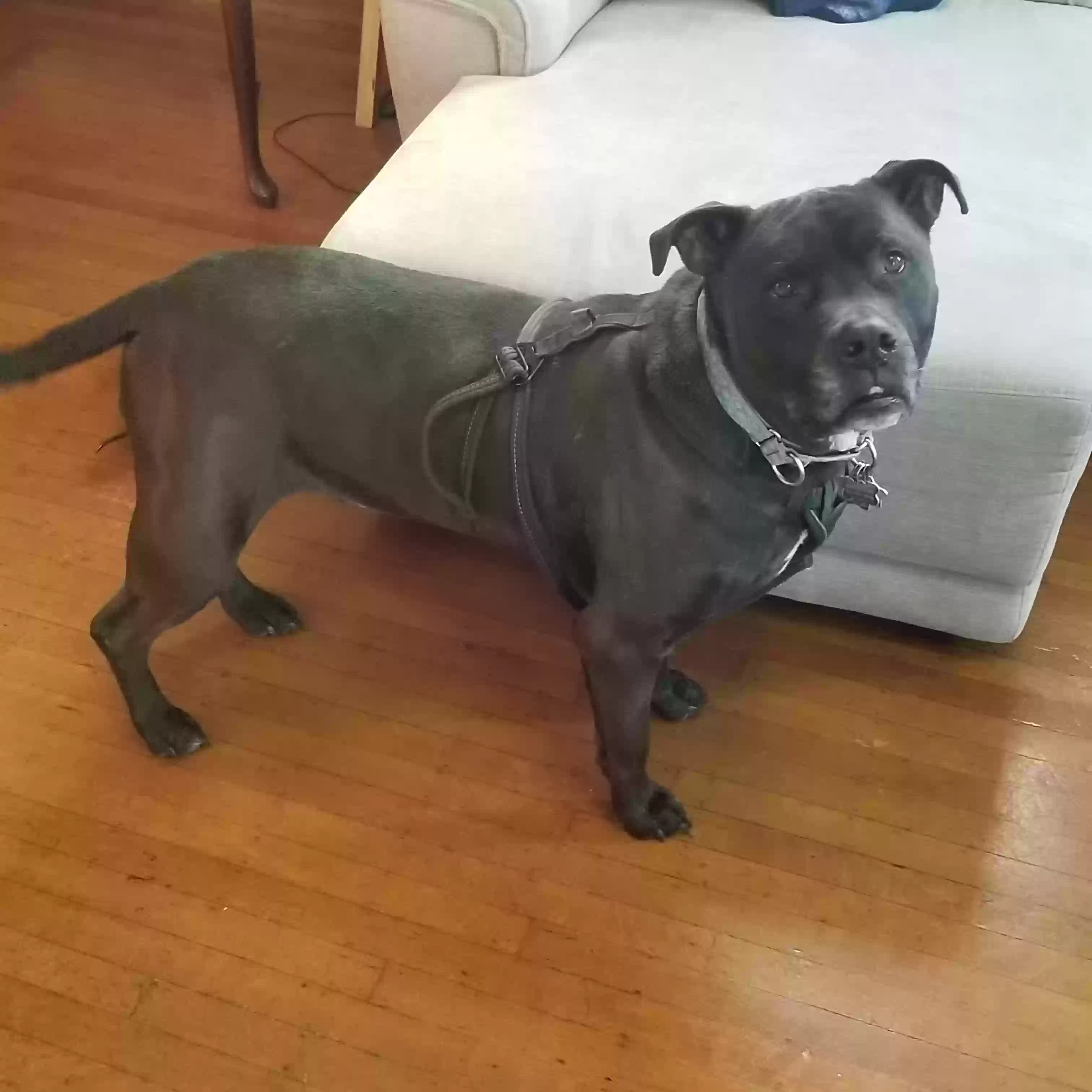 adoptable Dog in Springfield,MA named Romeo