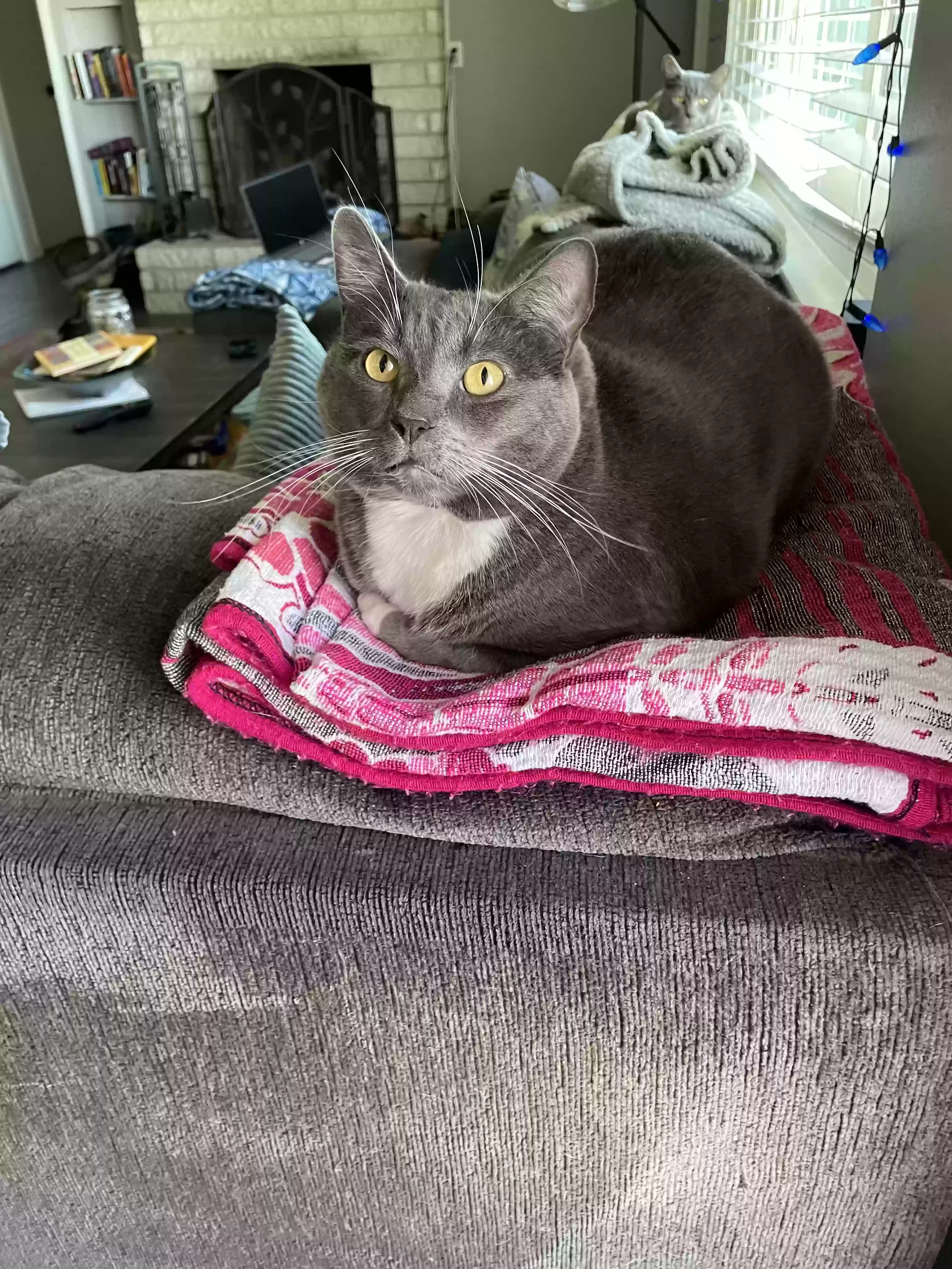 adoptable Cat in North Highlands,CA named Willie and Waylon