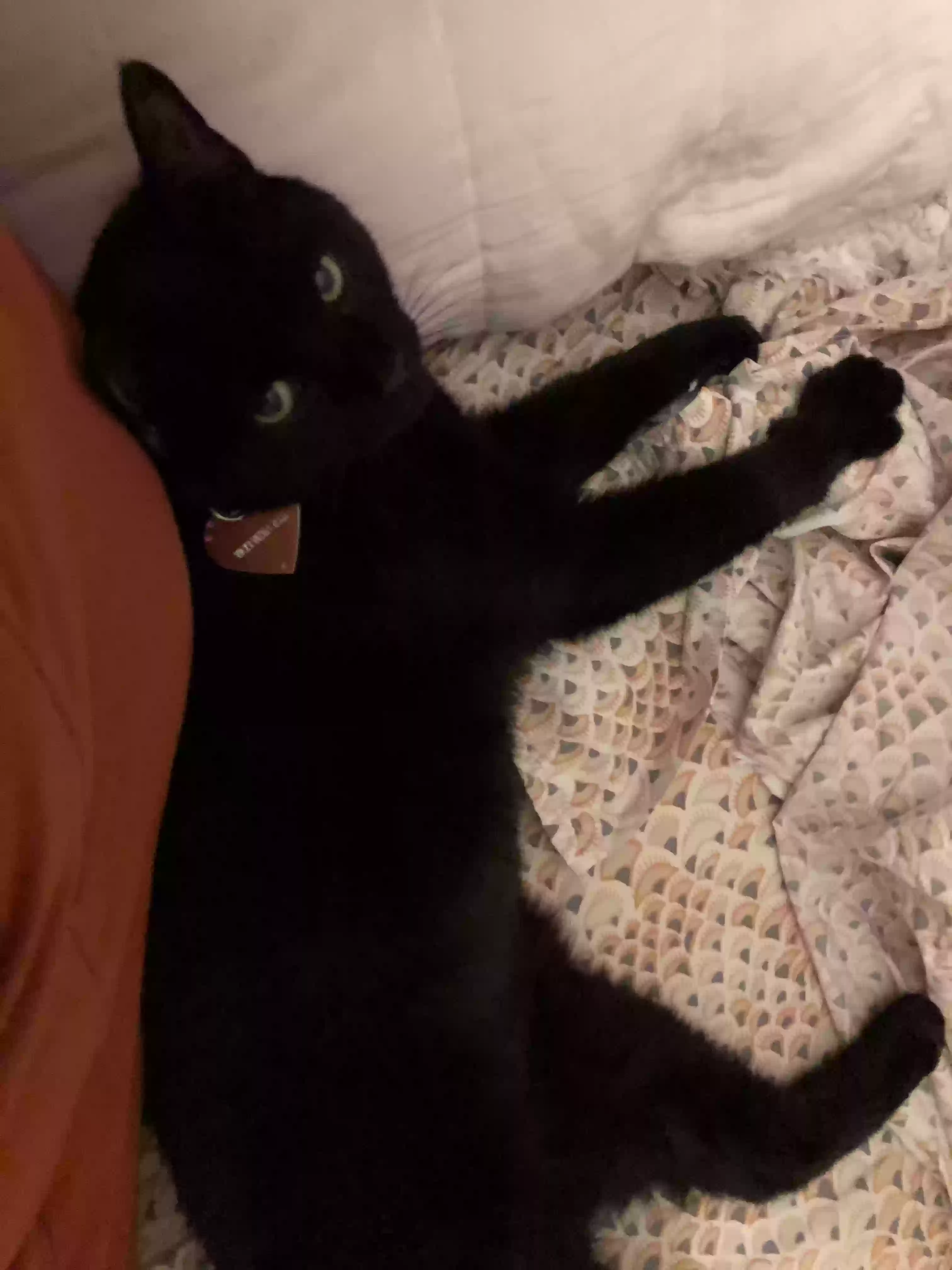 adoptable Cat in Atlanta,GA named Vicky