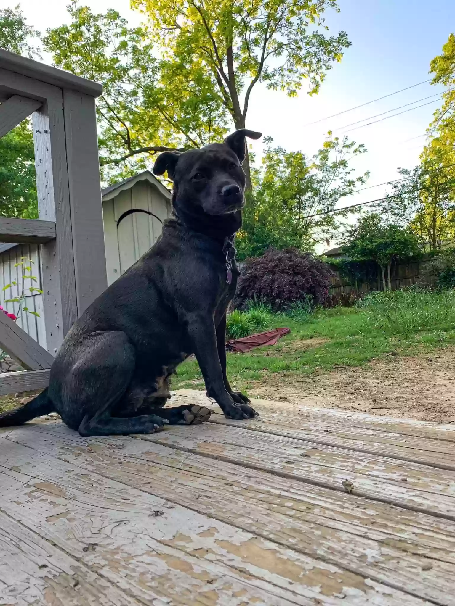 adoptable Dog in Conway,AR named Luna