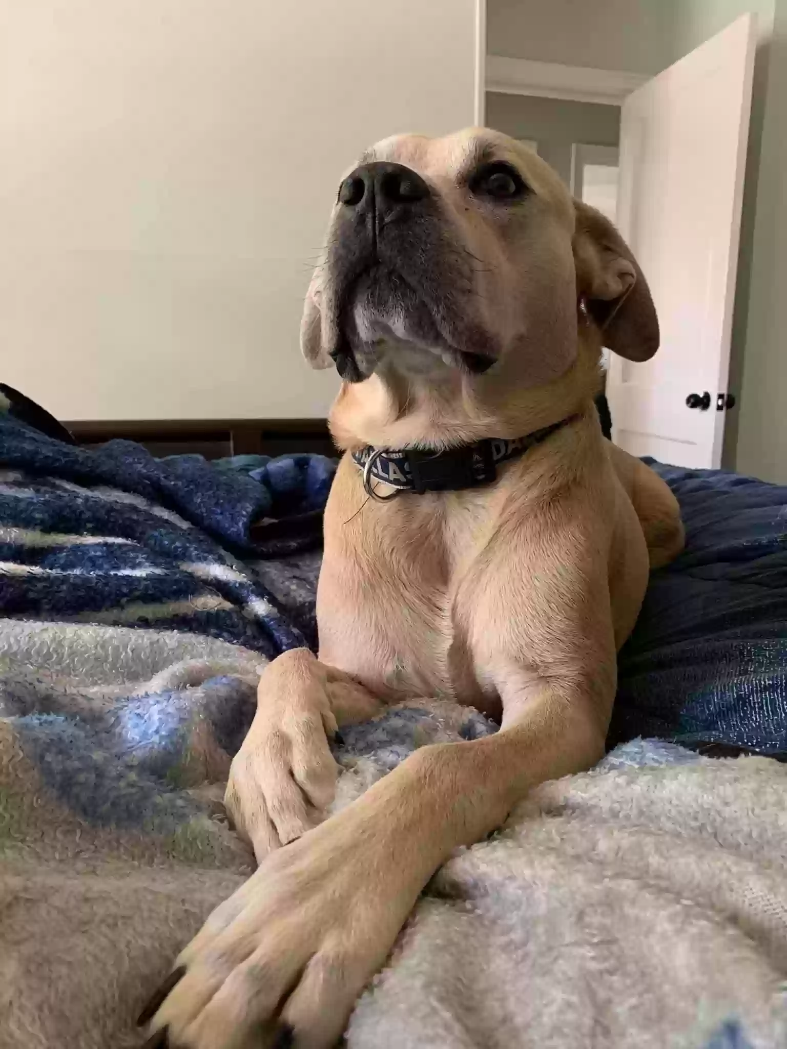 adoptable Dog in Conway,AR named Howie