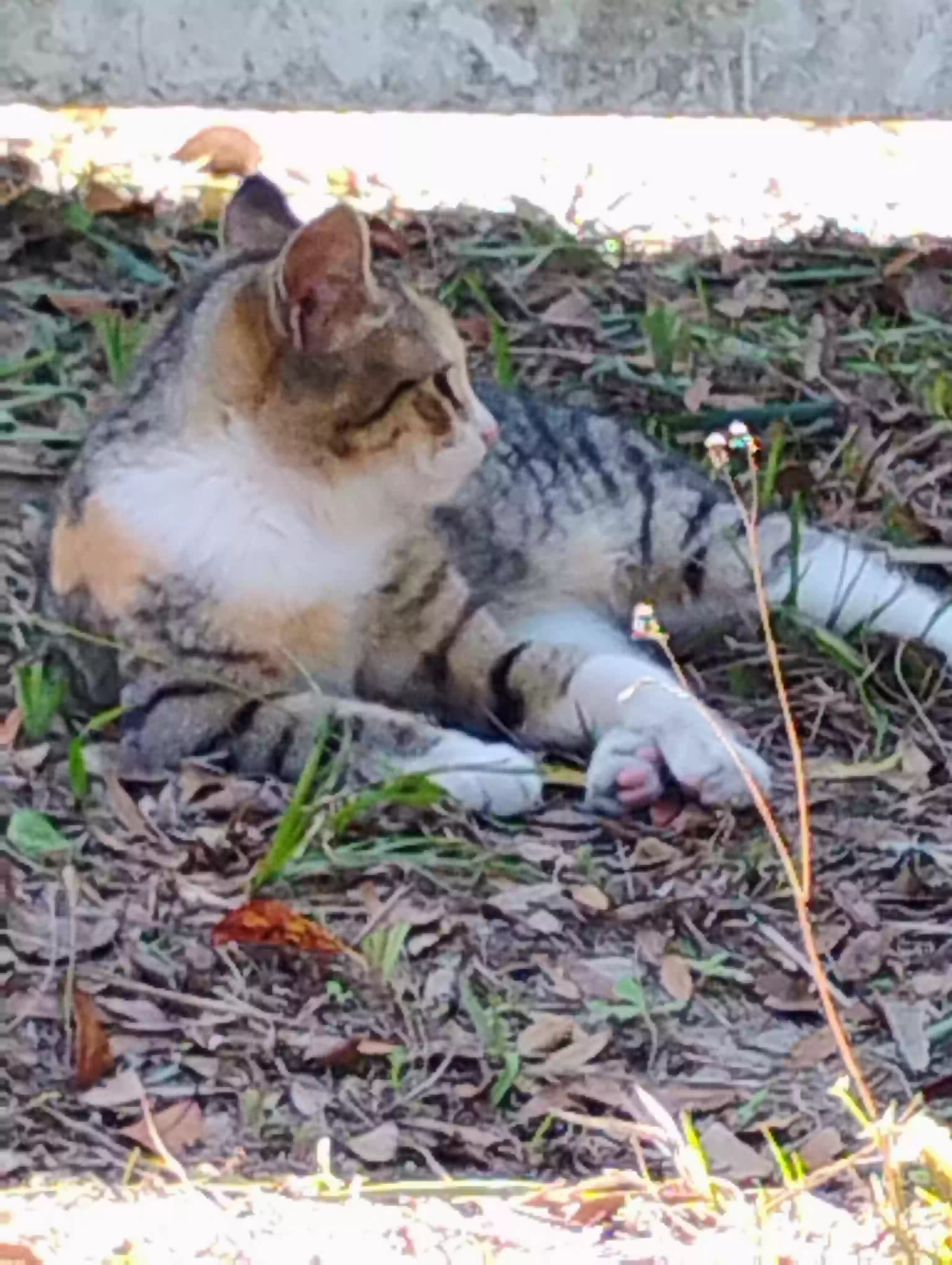 adoptable Cat in Tampa,FL named Stray