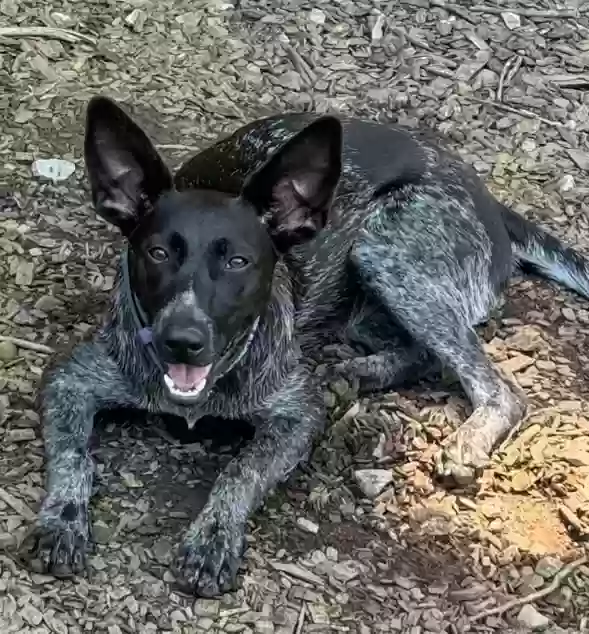 adoptable Dog in Roswell,GA named Chili