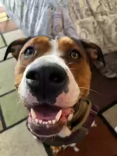 adoptable Dog in Encinitas,CA named Harli Quinn