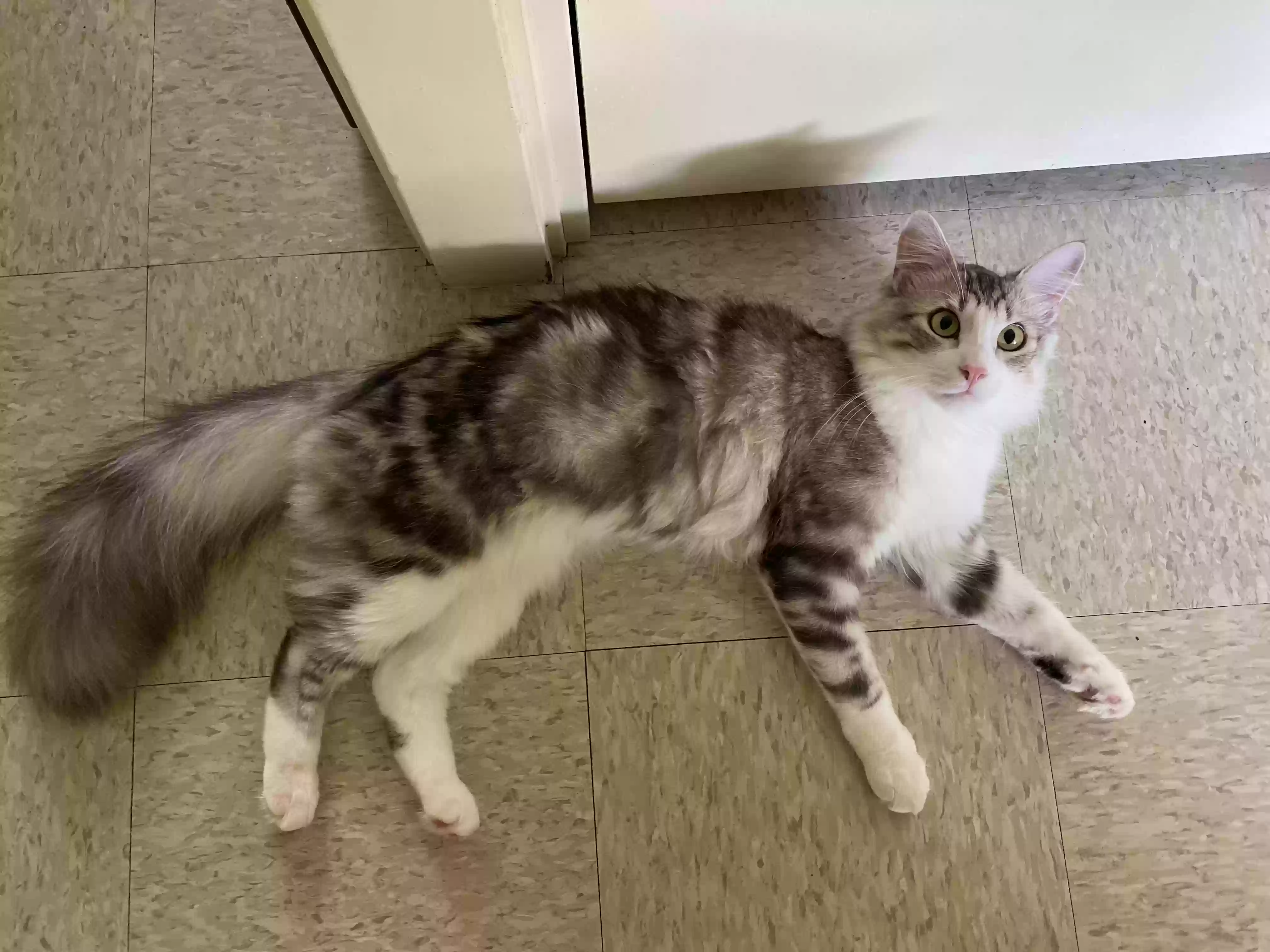 adoptable Cat in Honolulu,HI named Yoshi