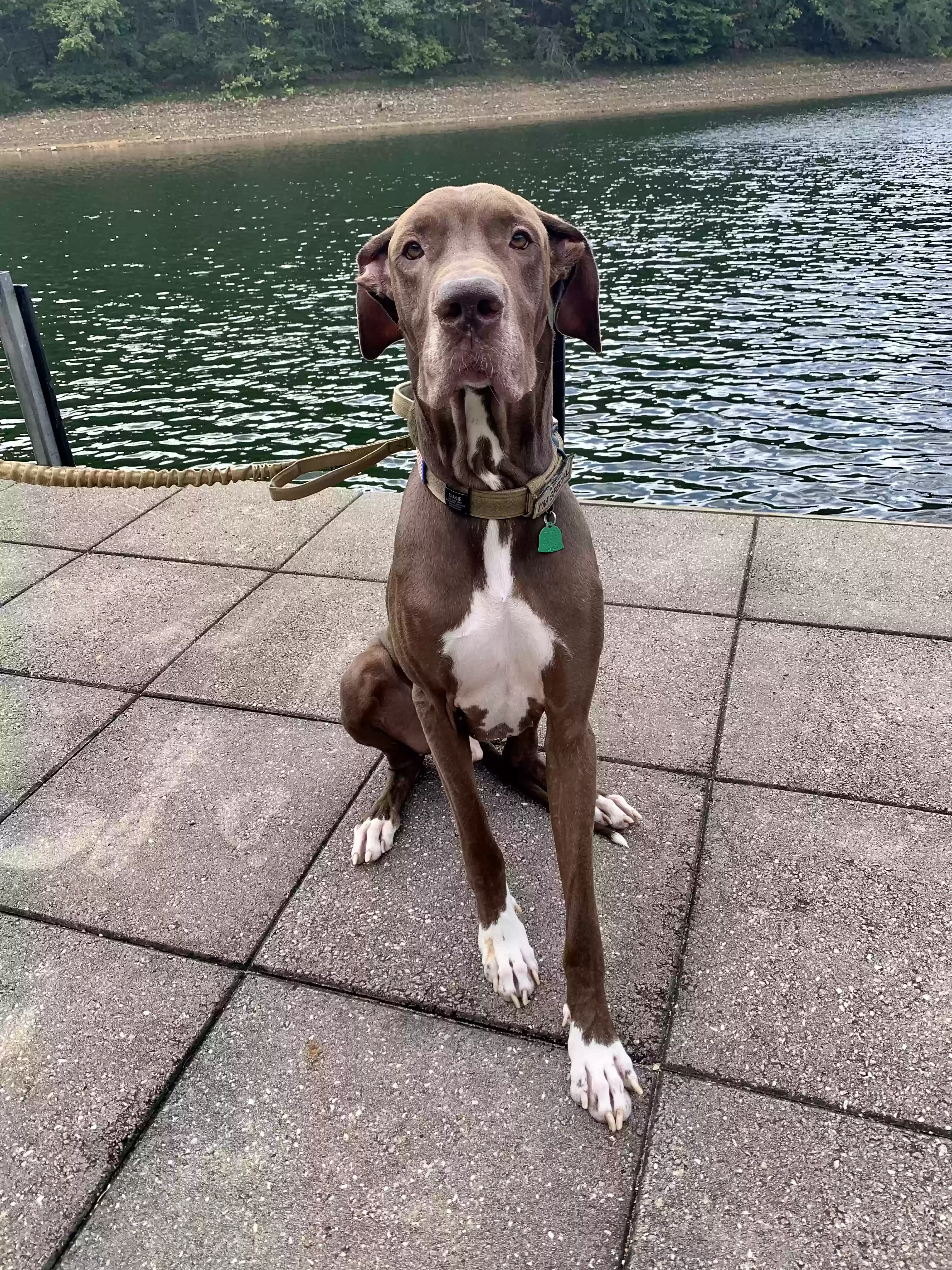 adoptable Dog in Amanda,OH named Charley