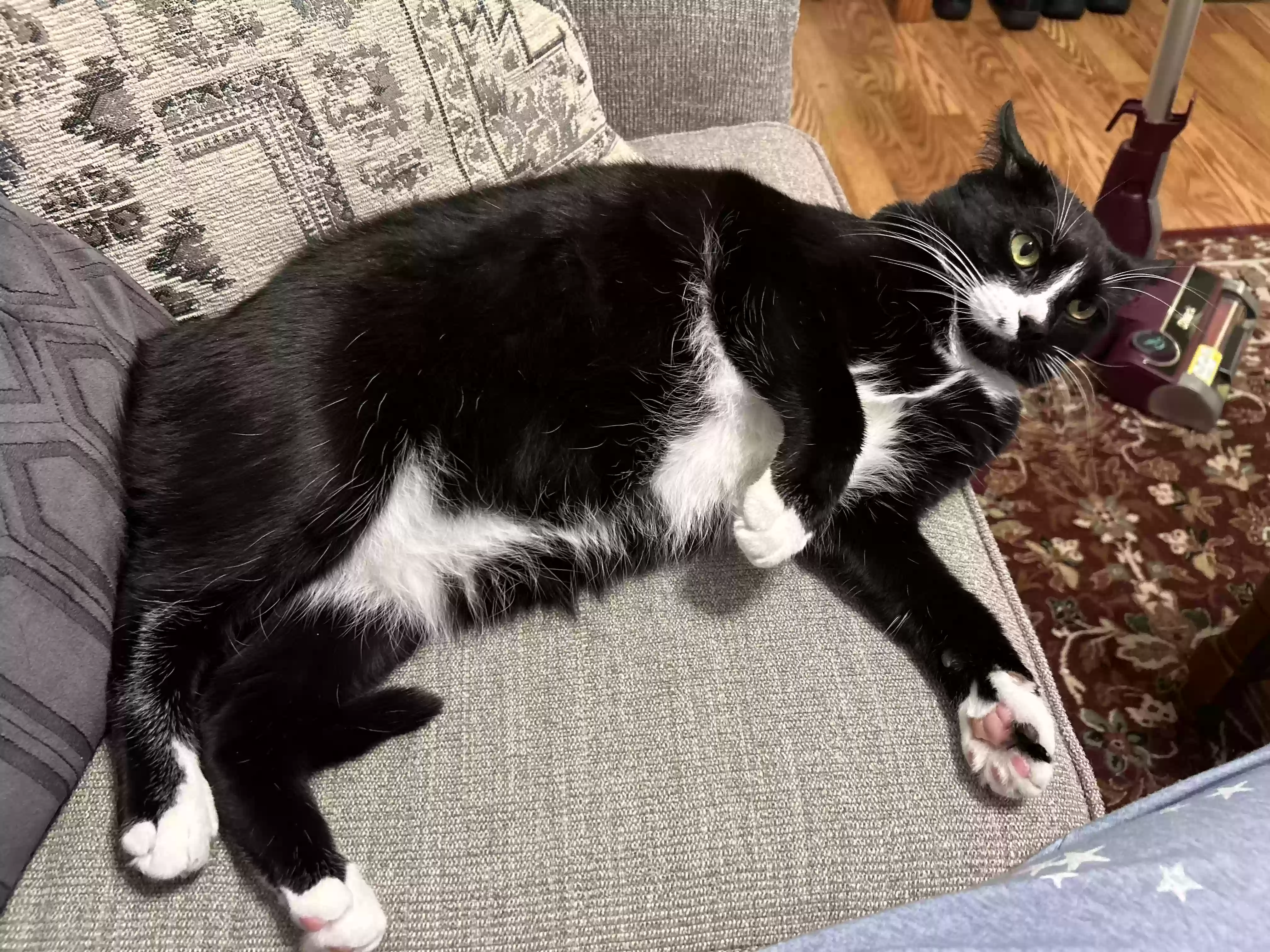 adoptable Cat in Dayton,OH named Boo