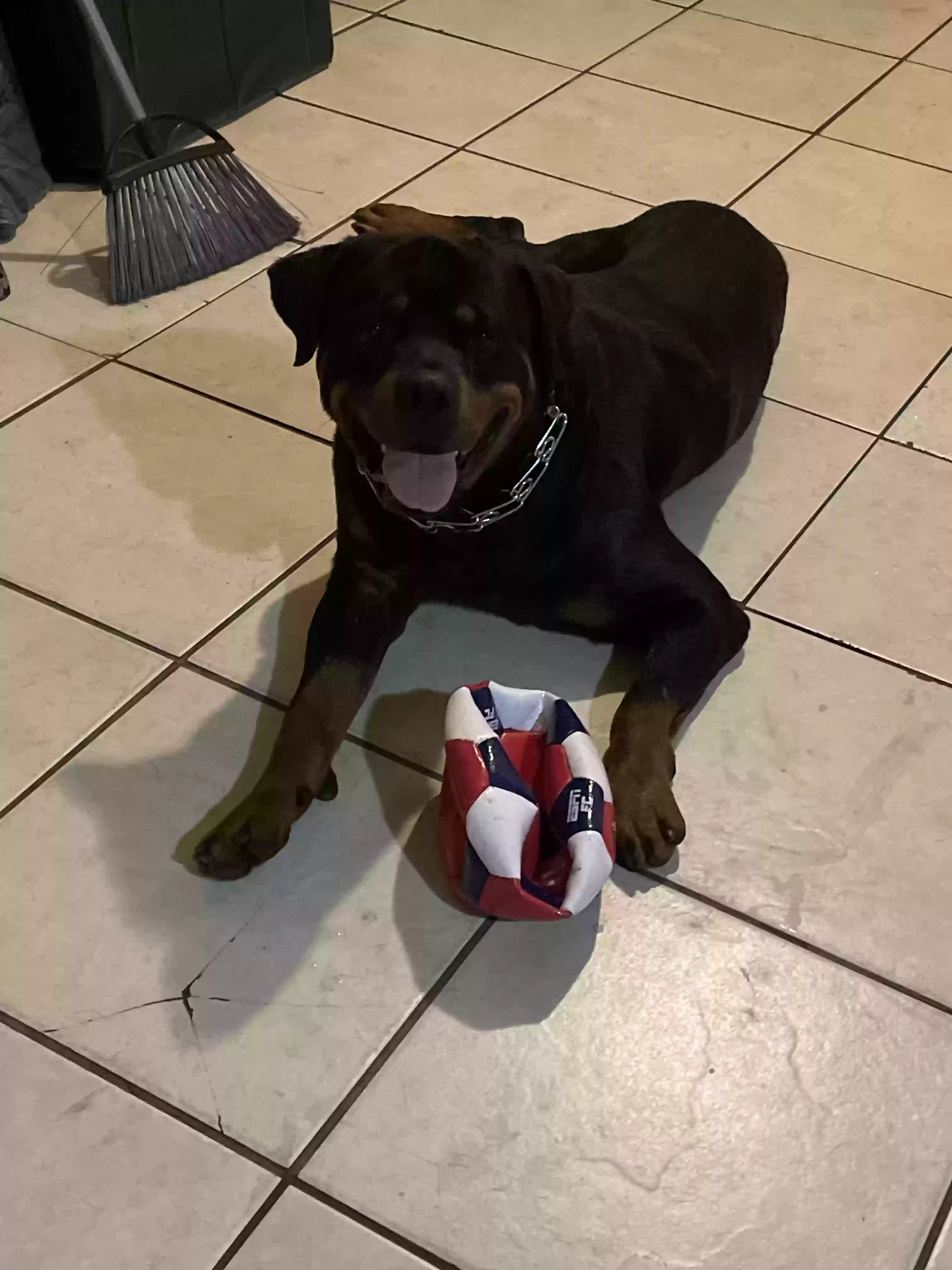 adoptable Dog in Tampa,FL named Kayne