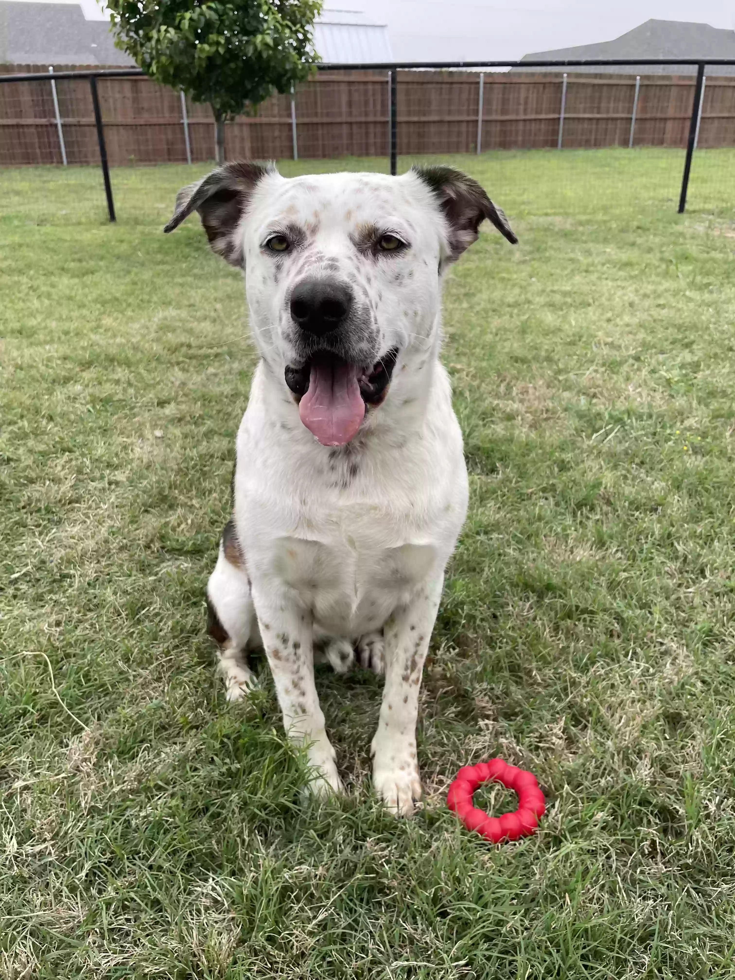 adoptable Dog in Paradise,TX named ?