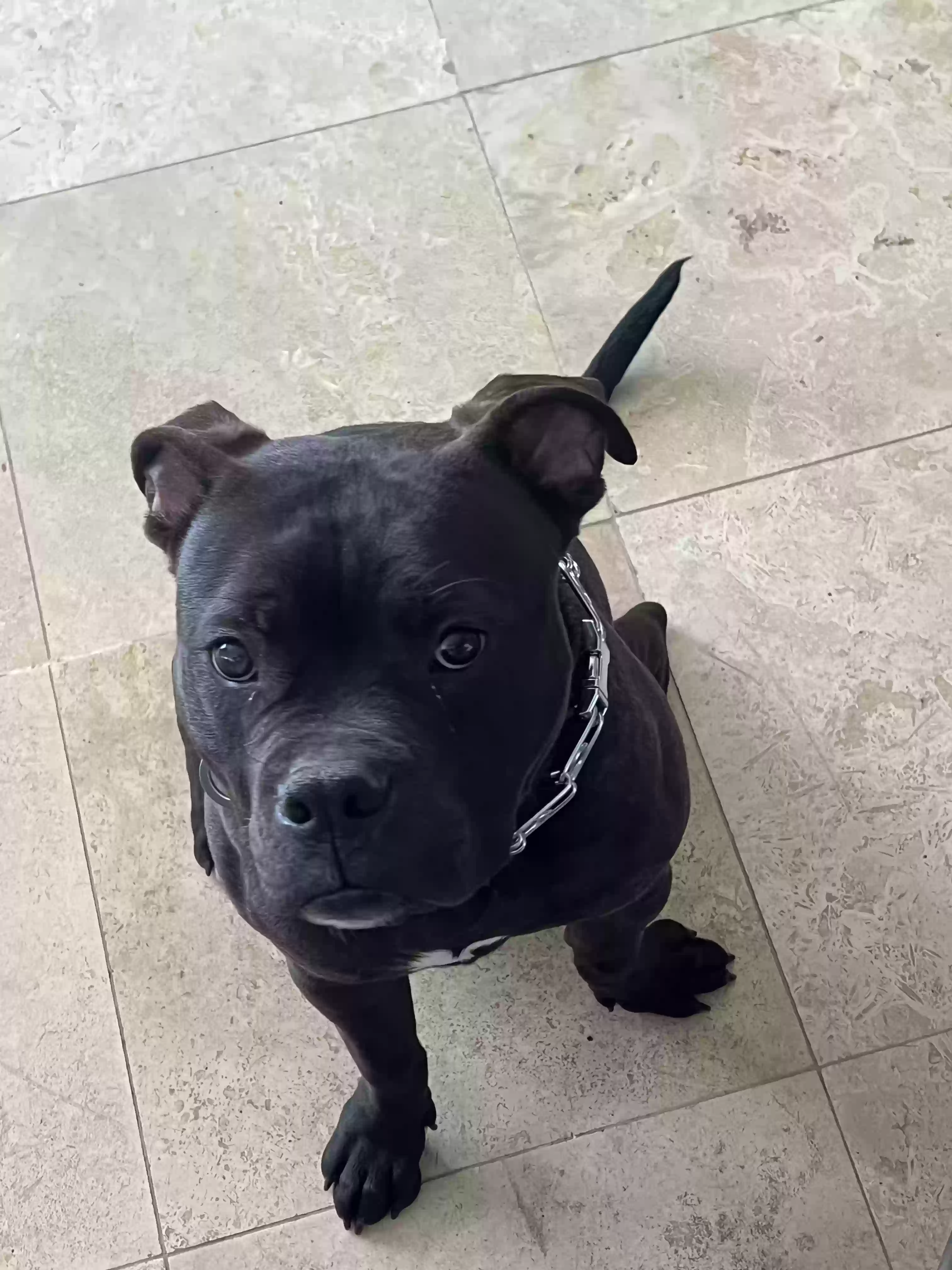 adoptable Dog in Henderson,NV named Mason