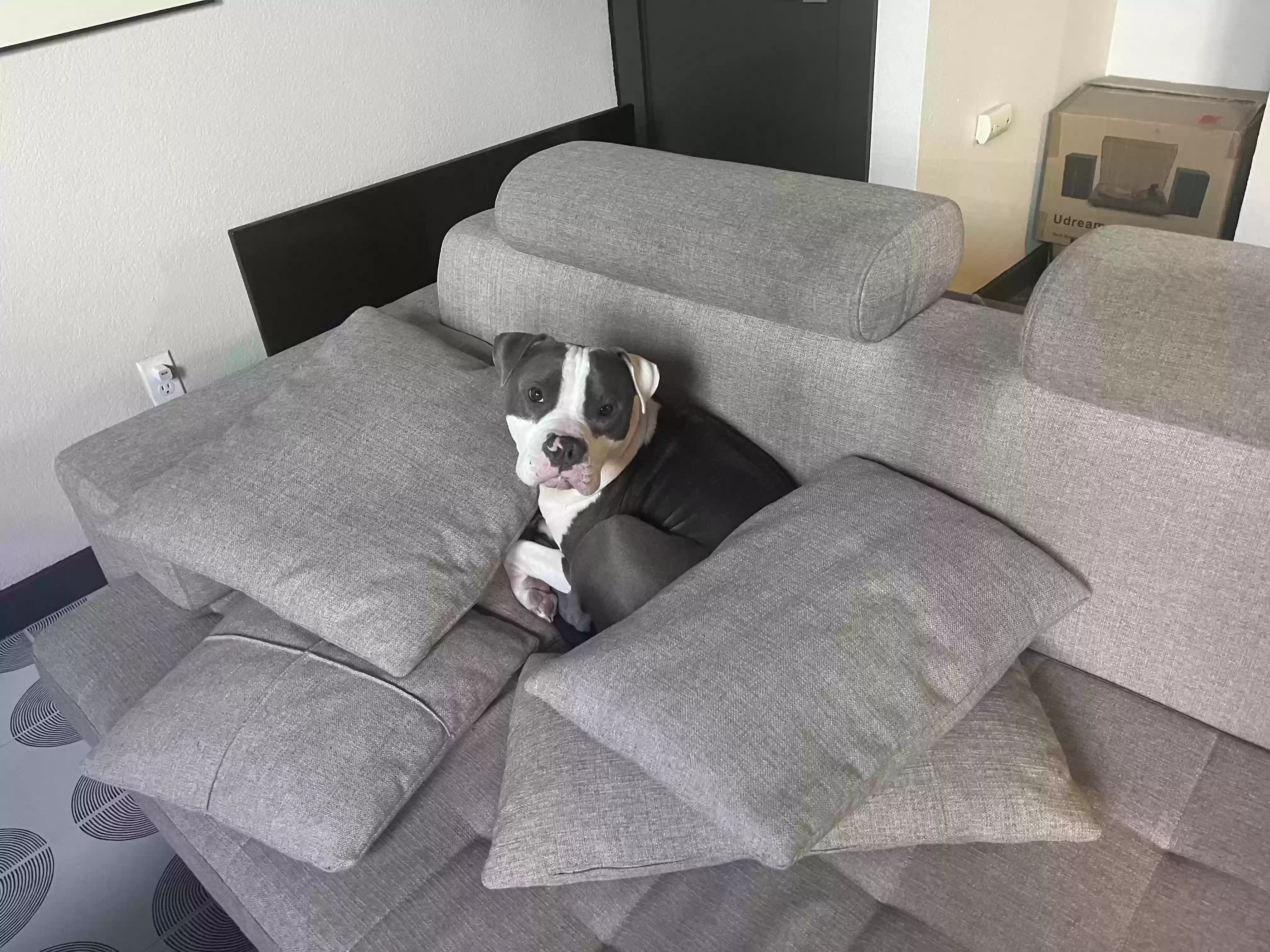 adoptable Dog in Denver,CO named Mac