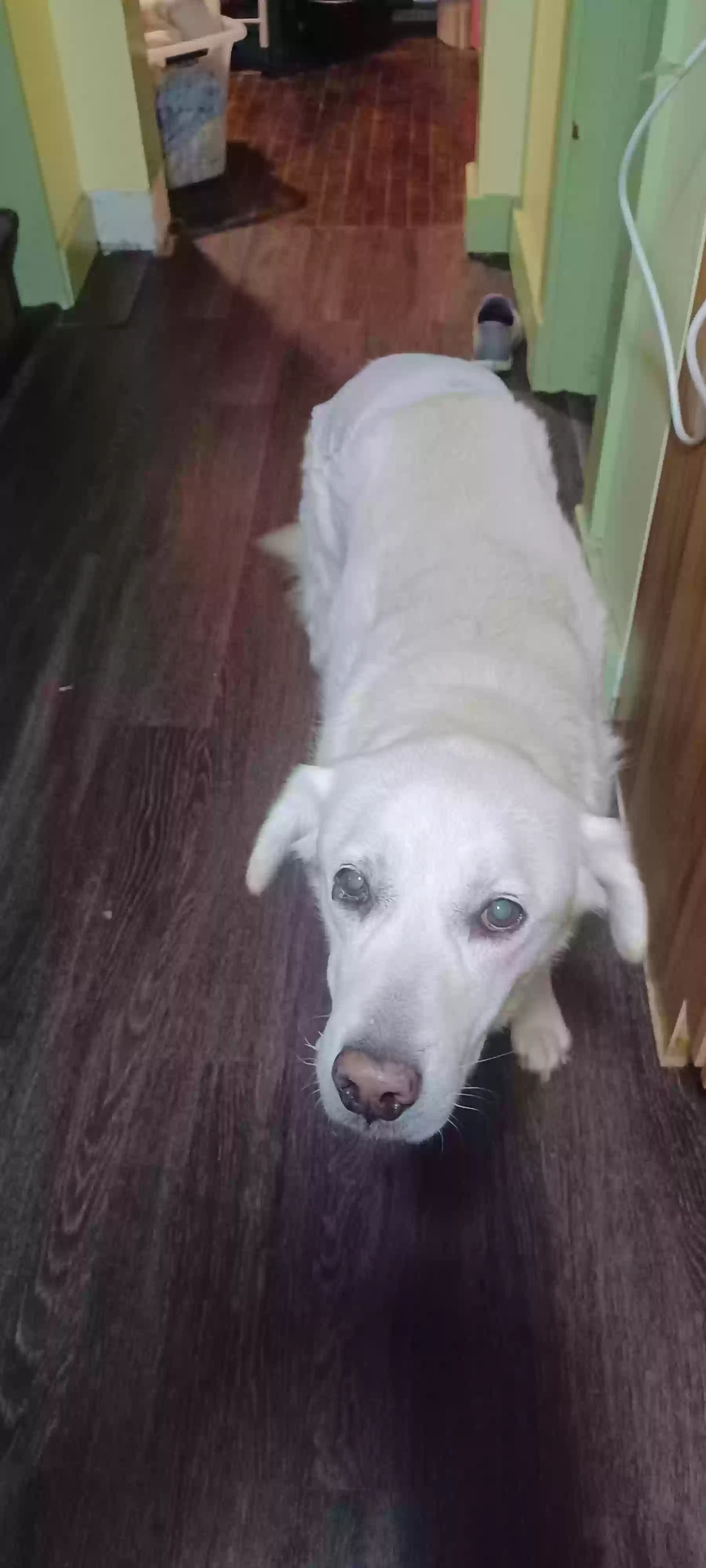 adoptable Dog in Leavenworth,KS named Luna
