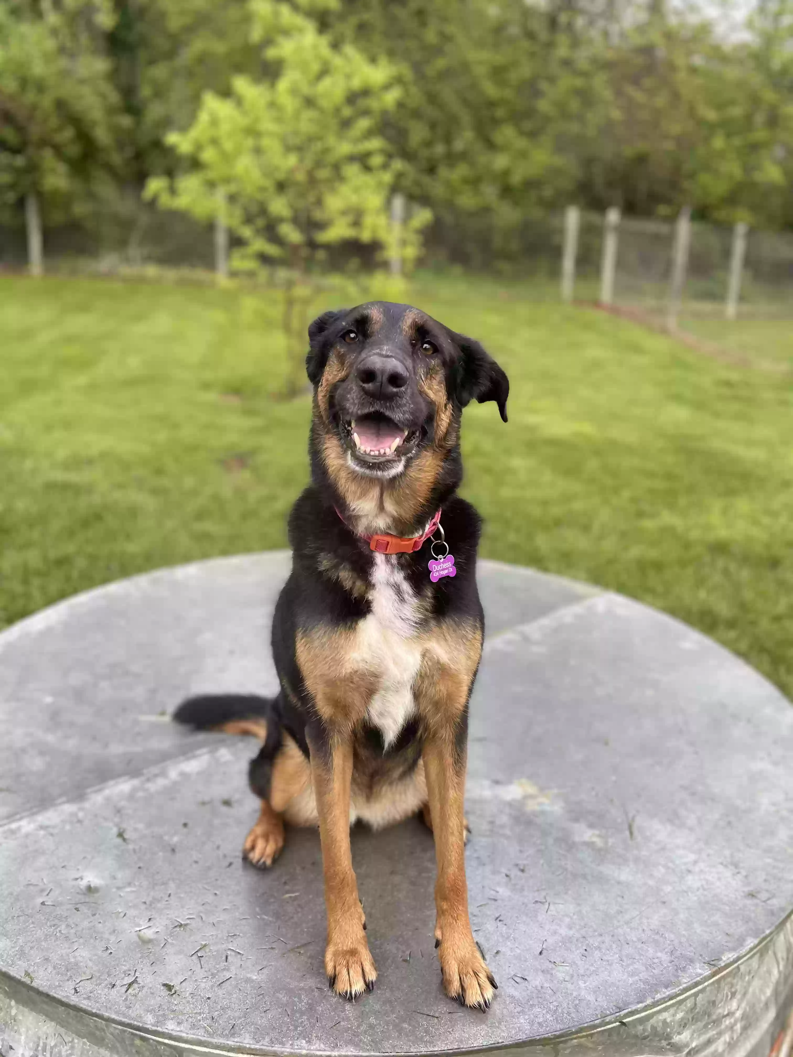 adoptable Dog in Martinsburg,WV named Duchess