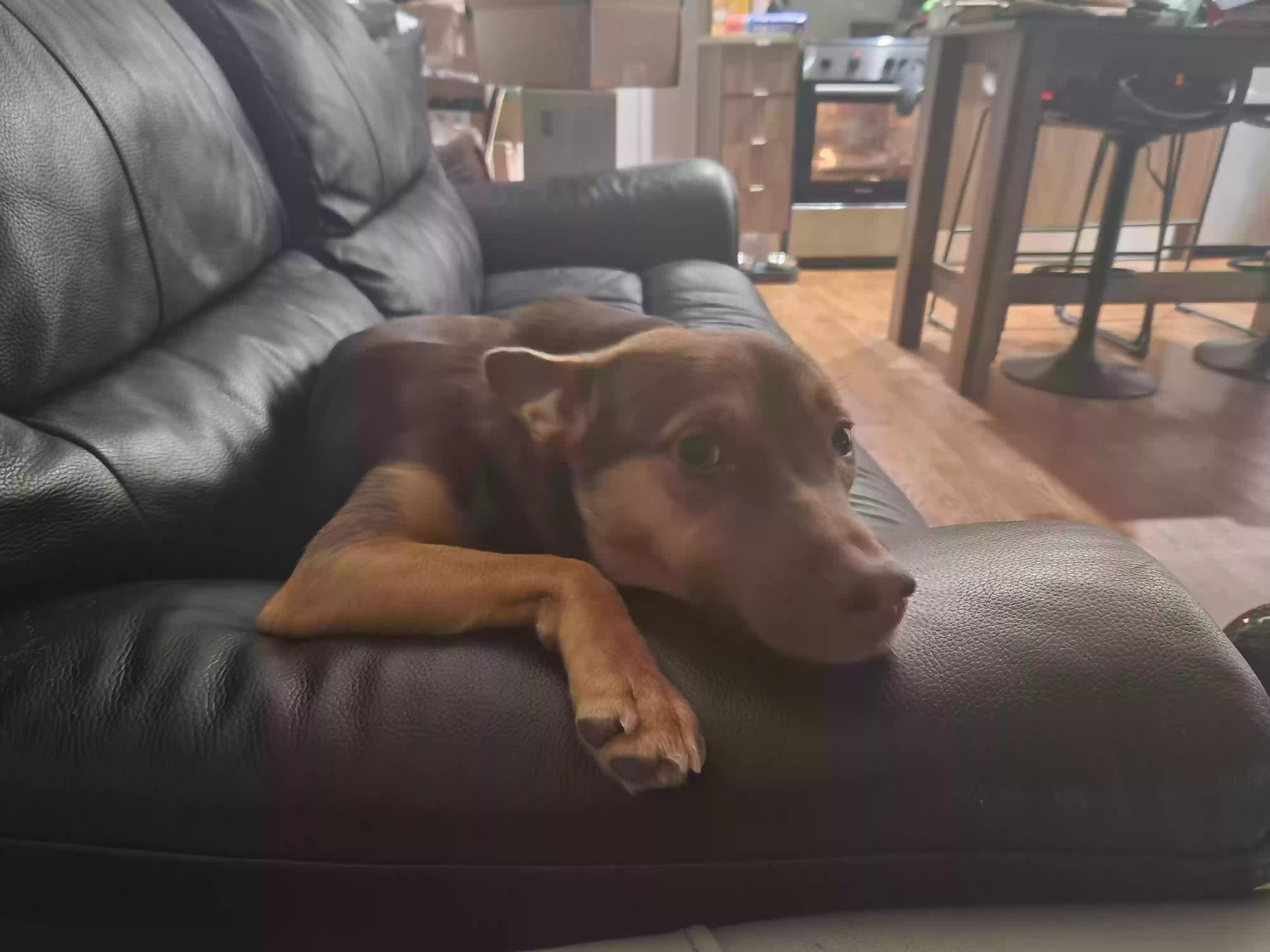 adoptable Dog in Brooklyn,NY named Coco