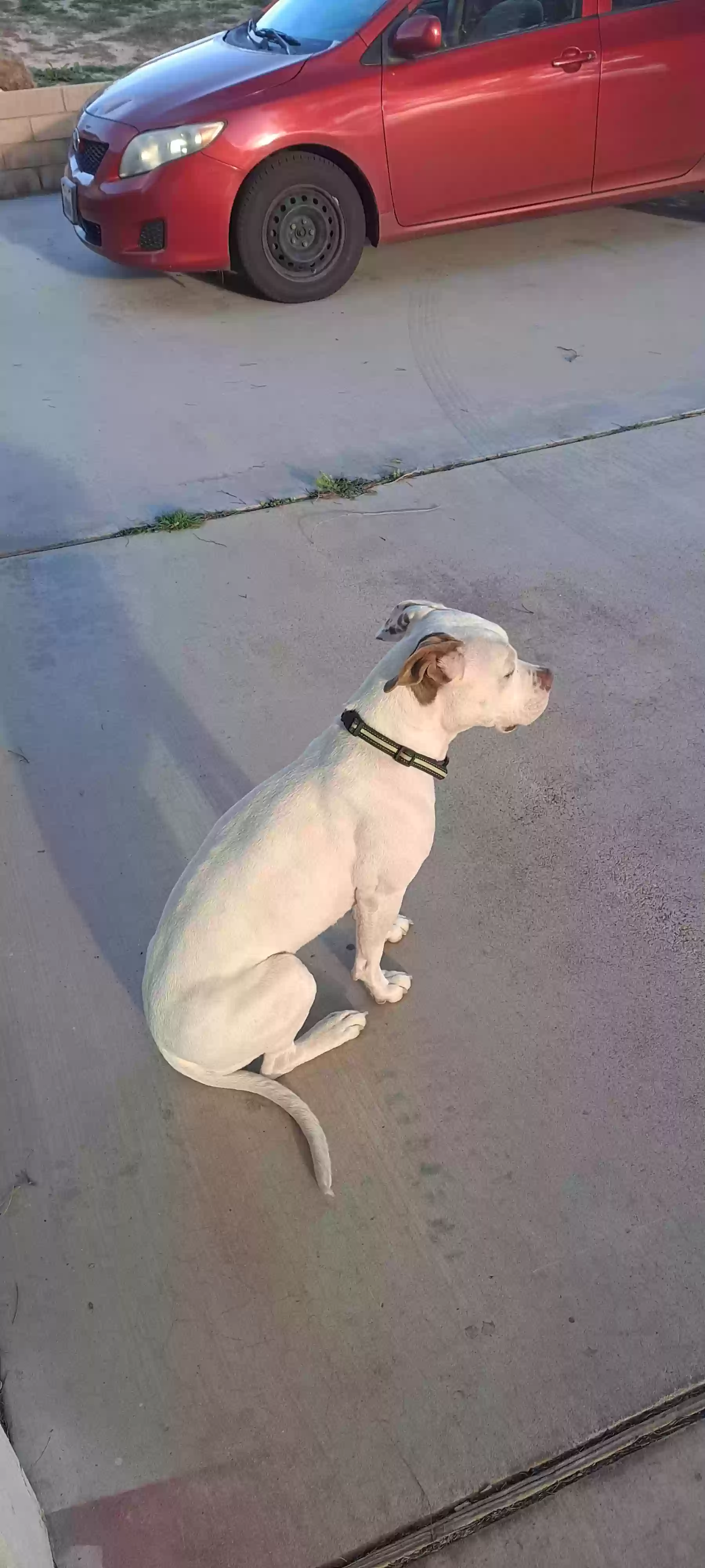 adoptable Dog in Apple Valley,CA named Xena