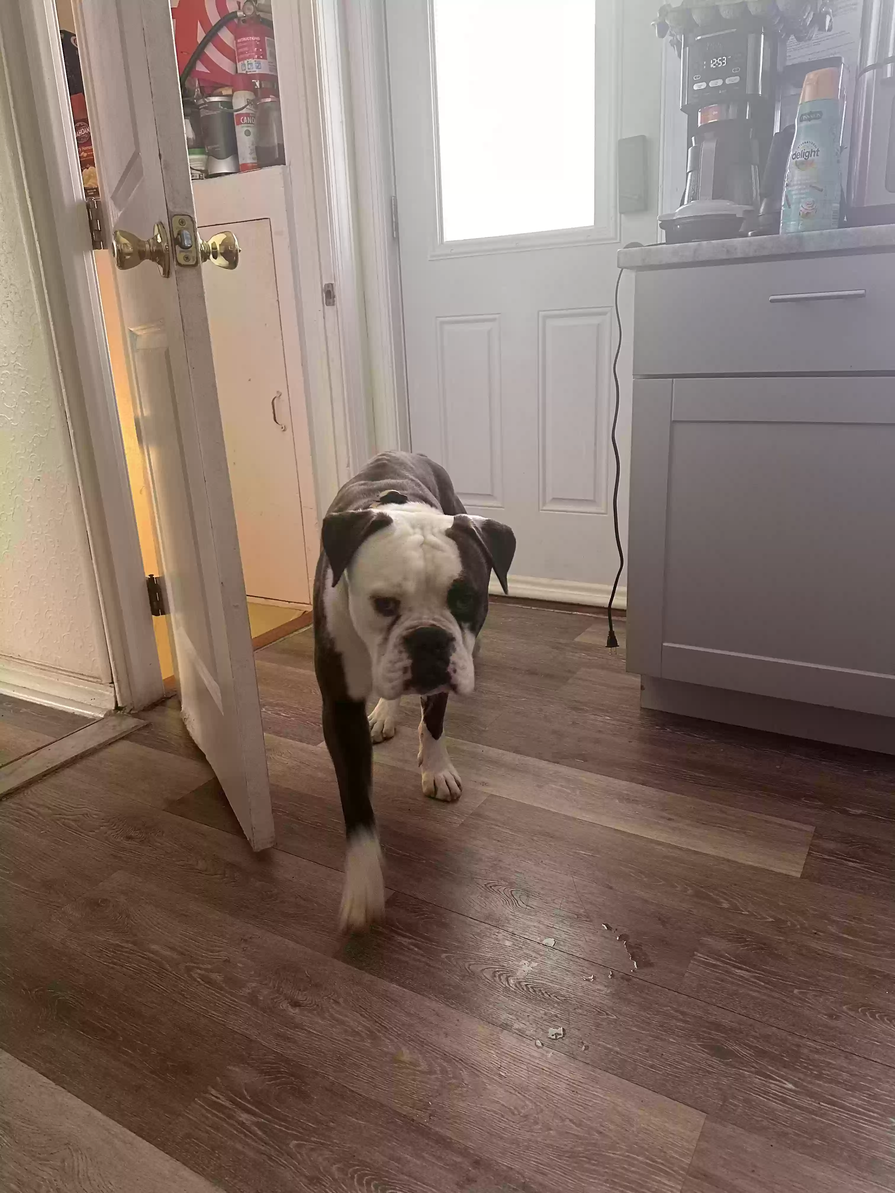 adoptable Dog in Far Rockaway,NY named Chippy