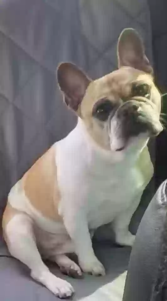 adoptable Dog in Concord,NC named Bentley