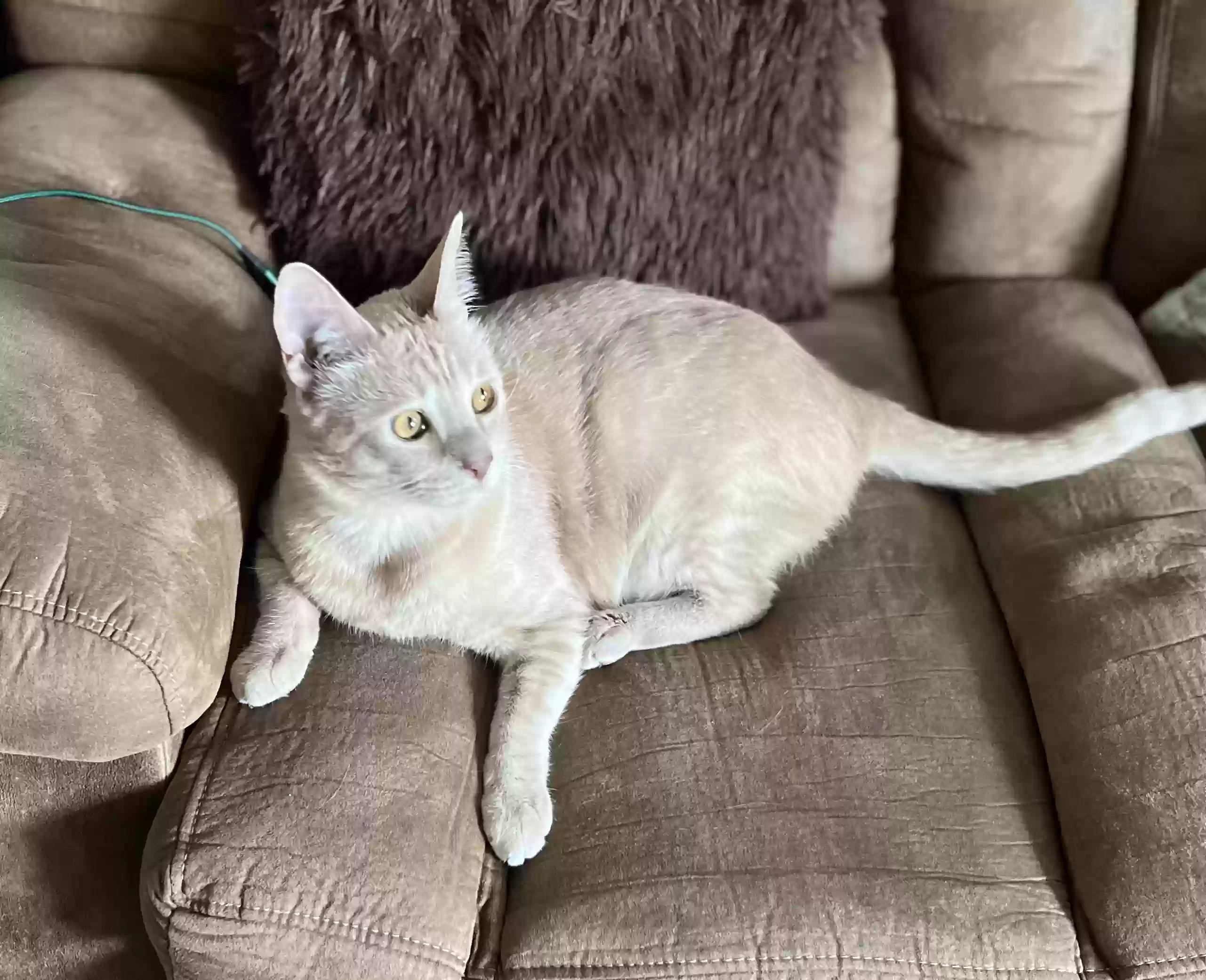 adoptable Cat in Garland,TX named Sammy